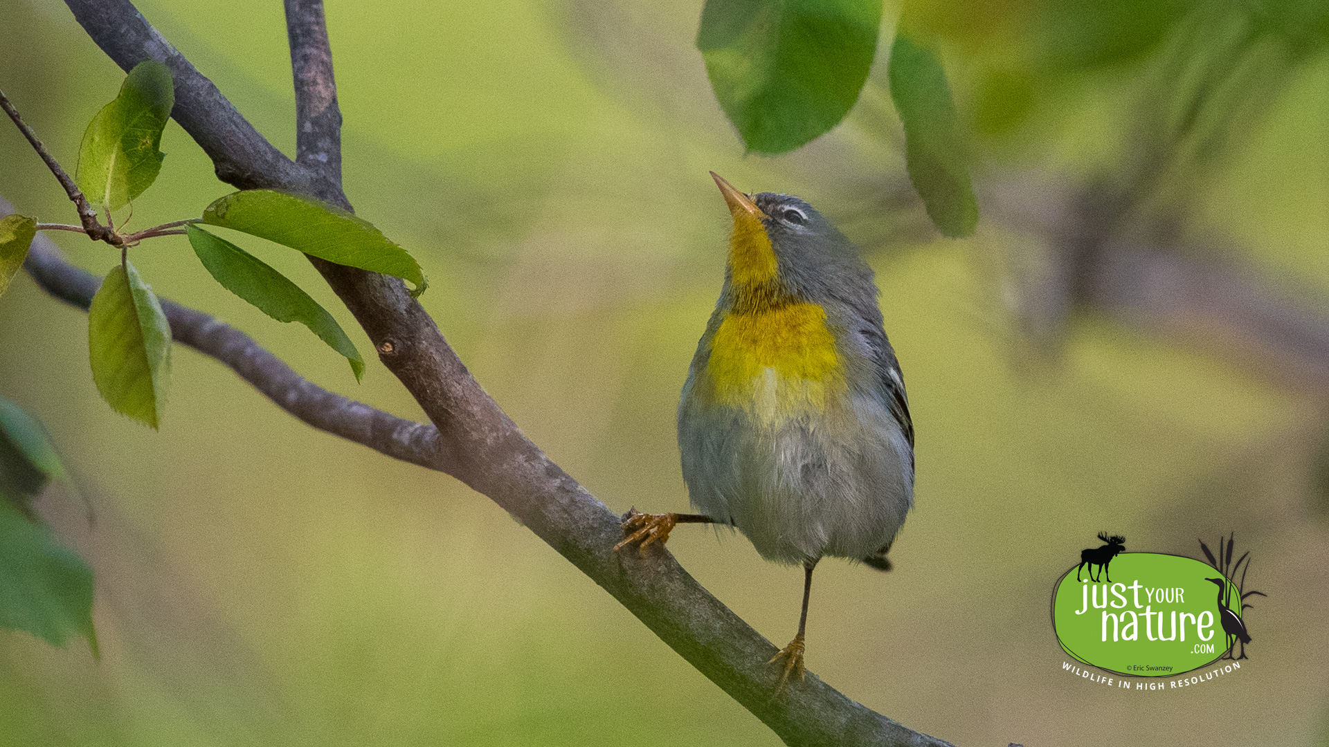 Northern Parula, Parker River NWR, Plum Island, Massachusetts, 17 May 2017 by Eric Swanzey