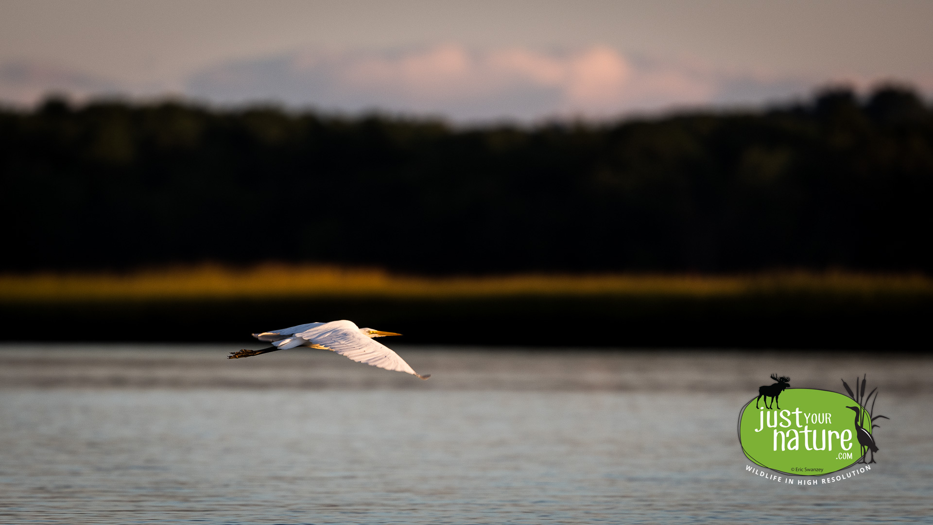 Great Egret, Scarborough Marsh, Scarborough, Maine, 1 September 2022 by Eric Swanzey