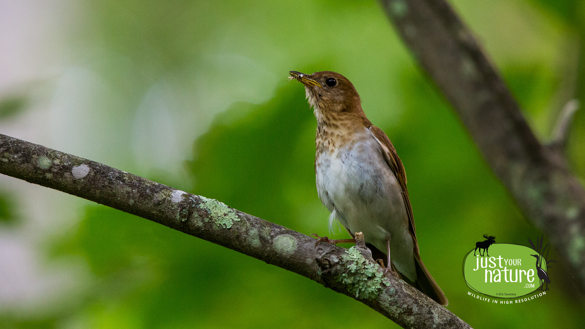 Veery, Oxbow National Wildlife Refuge, Harvard, Massachusetts, 18 June 2015 by Eric Swanzey