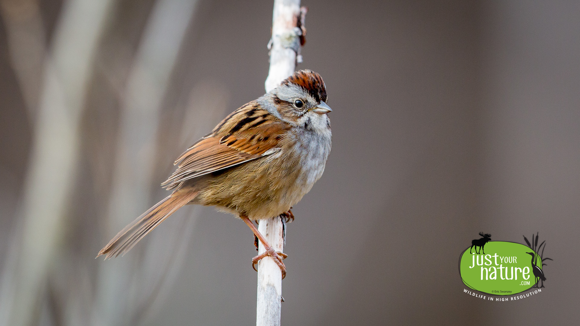 Swamp Sparrow, Ipswich River Wildlife Sanctuary, Topsfield, Massachusetts, 30 April 2015 by Eric Swanzey