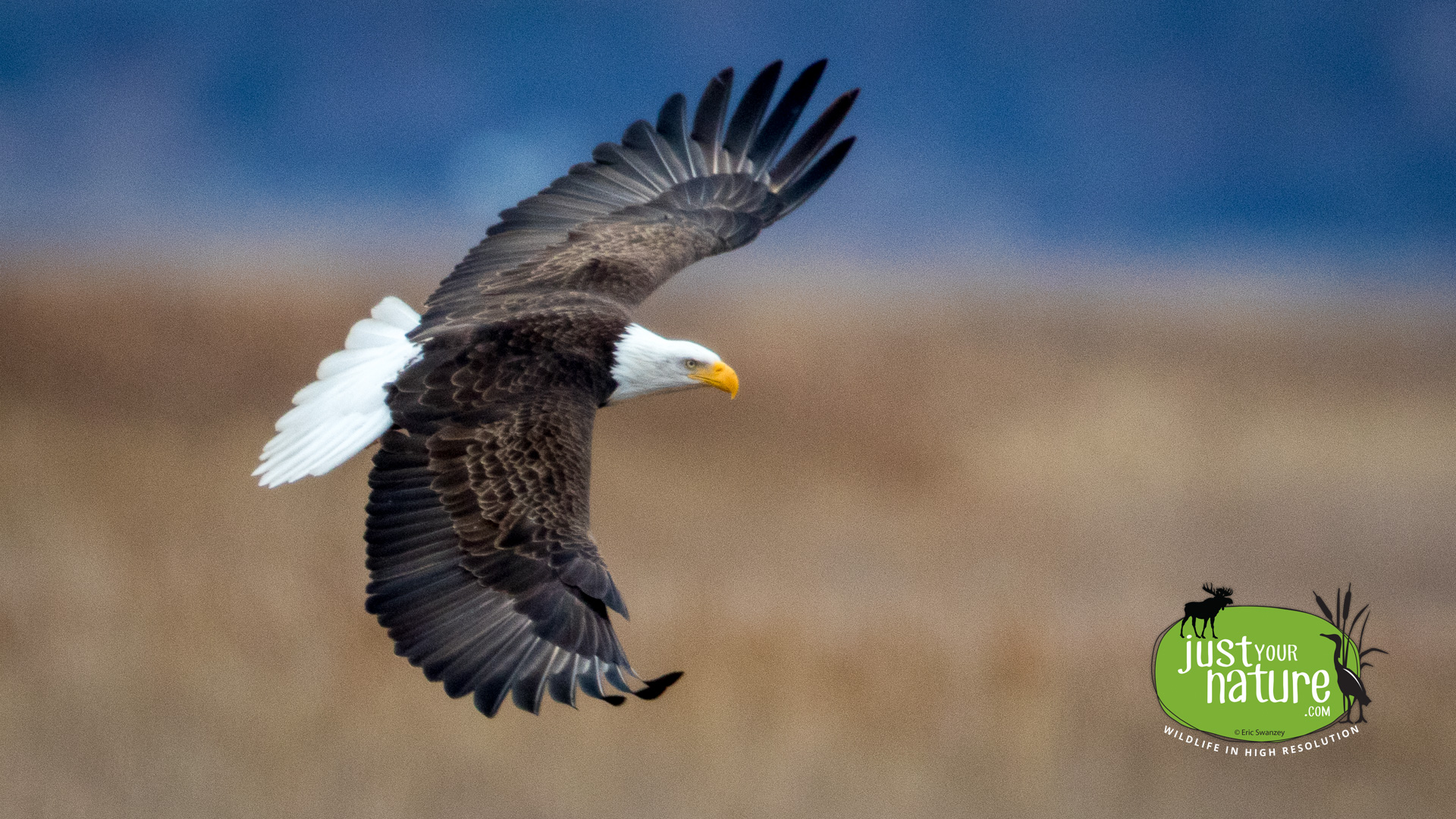 Bald Eagle, Parker River NWR, Plum Island, Massachusetts, 4 February 2016 by Eric Swanzey