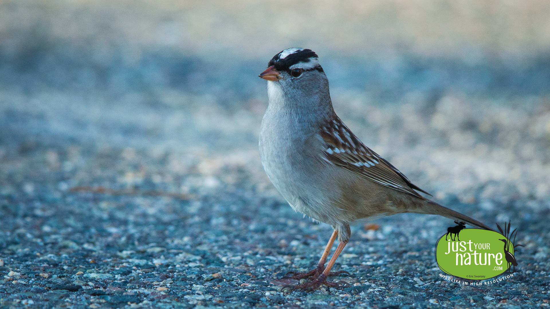 White-crowned Sparrow, Parker River NWR, Plum Island, Massachusetts, 12 May 2014 by Eric Swanzey