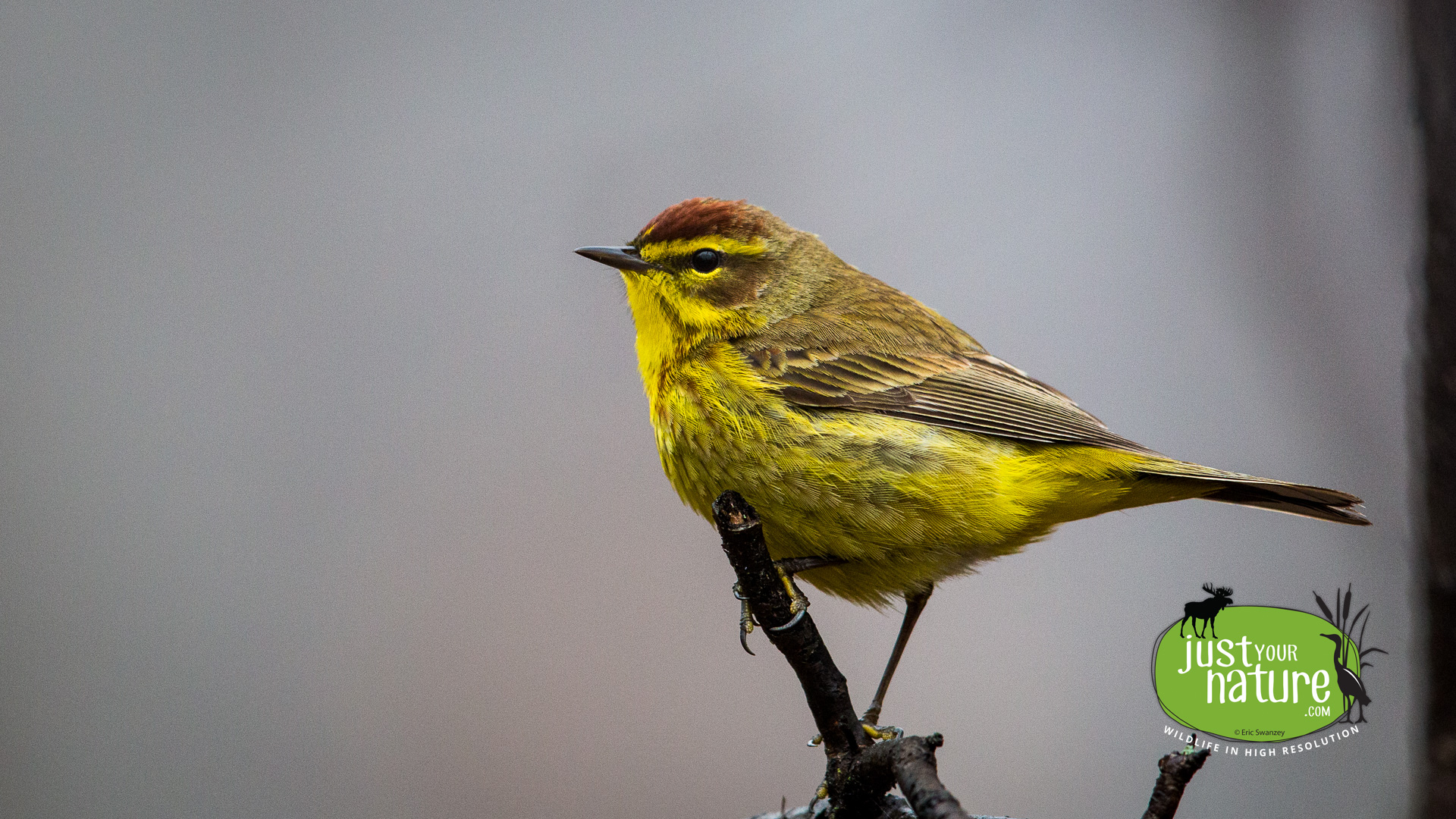 Palm Warbler, Ipswich River Wildlife Sanctuary, Topsfield, Massachusetts, 21 April 2015 by Eric Swanzey