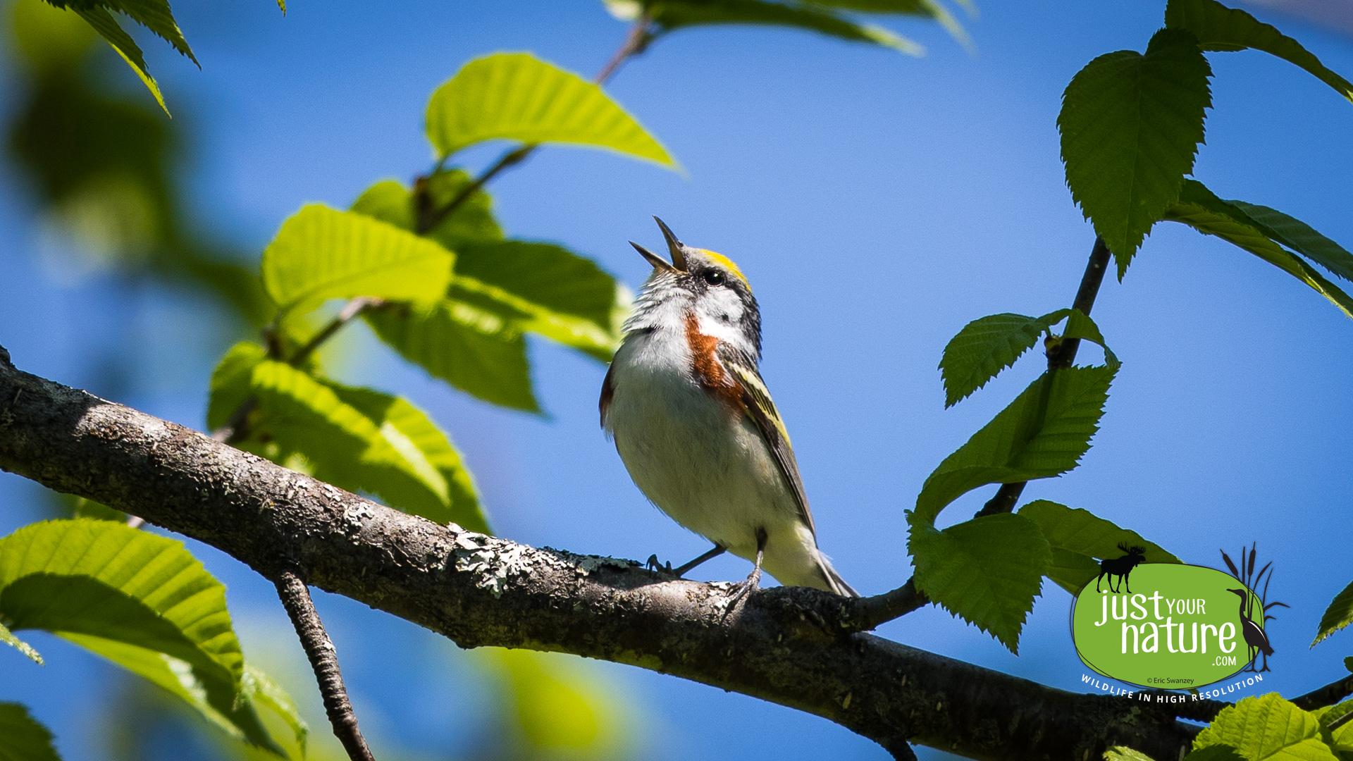 Chestnut-sided Warbler, Green Top Mountain, Lynchtown Twp, Maine, DeLorme 28:C1, 25 May 2024 by Eric Swanzey