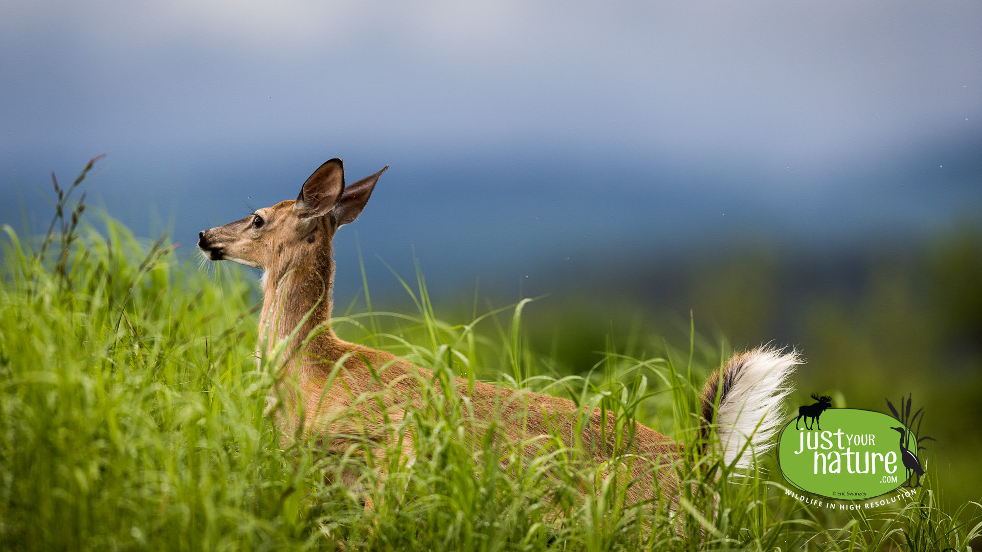 White-tailed Deer, Lobster Stream, Lobster Twp, North Maine Woods (NMW), Maine, DeLorme 49:D3, 8 June 2024 by Eric Swanzey