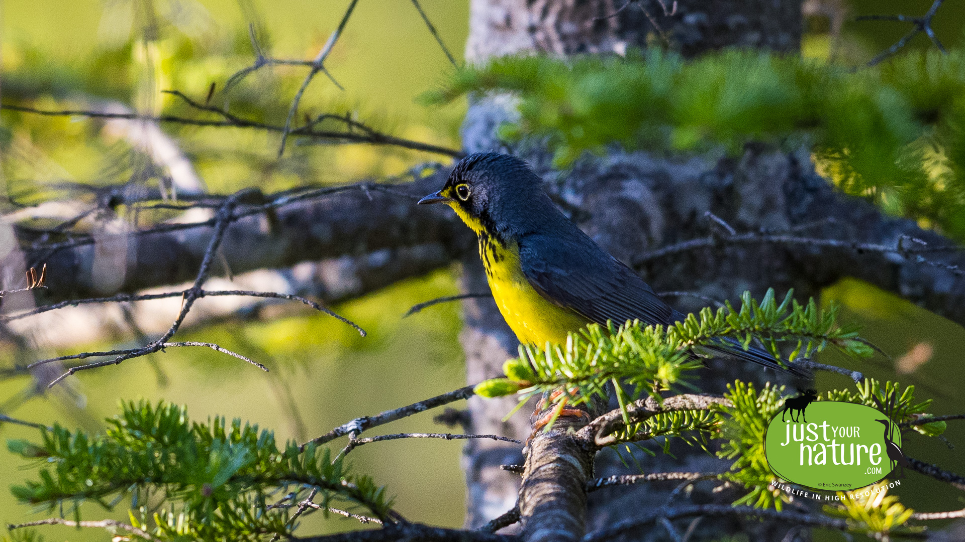 Canada Warbler, Long Pond, Rangeley PLT, Maine, DeLorme 18:A4, 30 May 2024 by Eric Swanzey