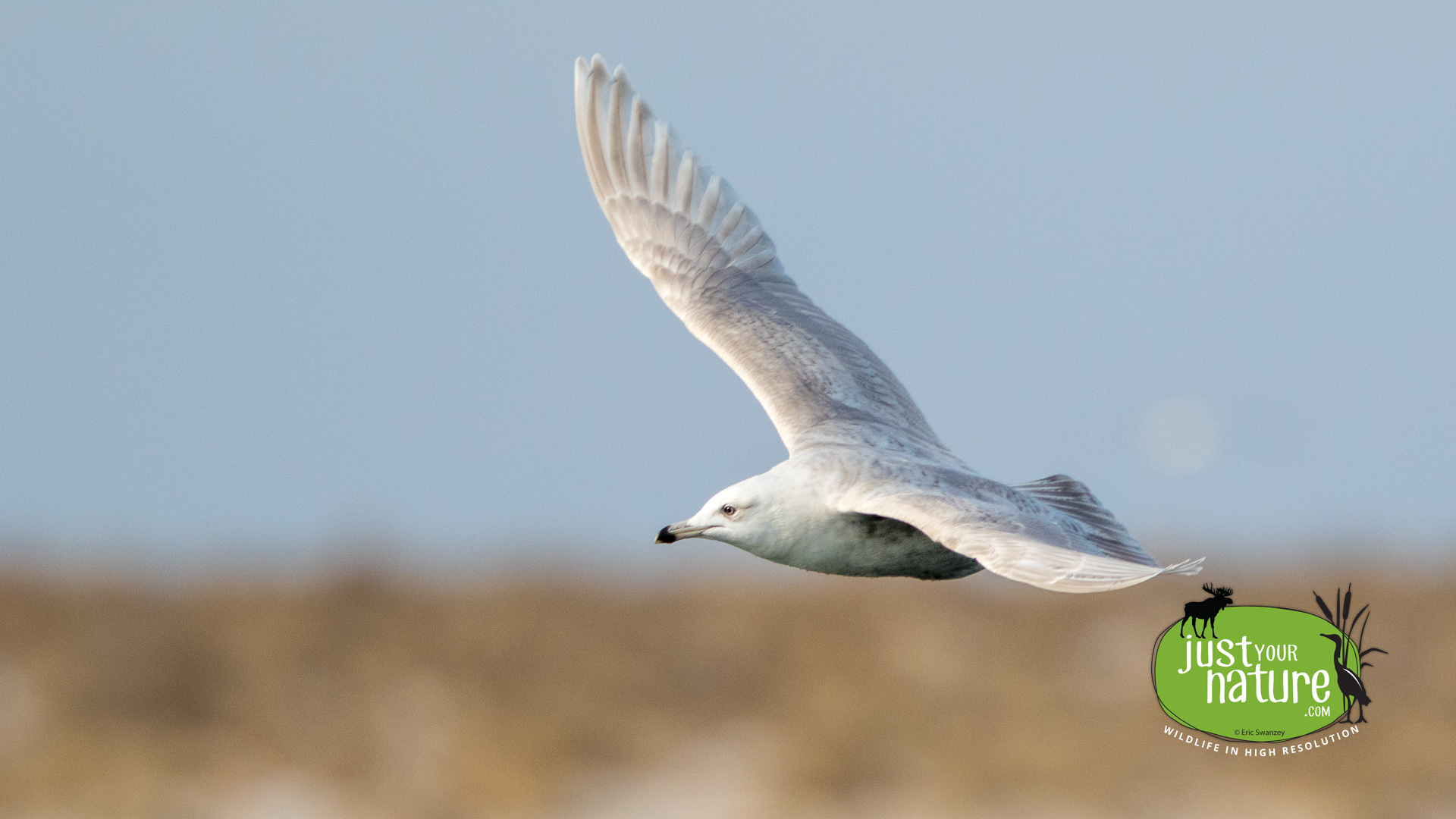 Iceland Gull, Nantucket Sound, Massachusetts, 7 February 2016 by Eric Swanzey