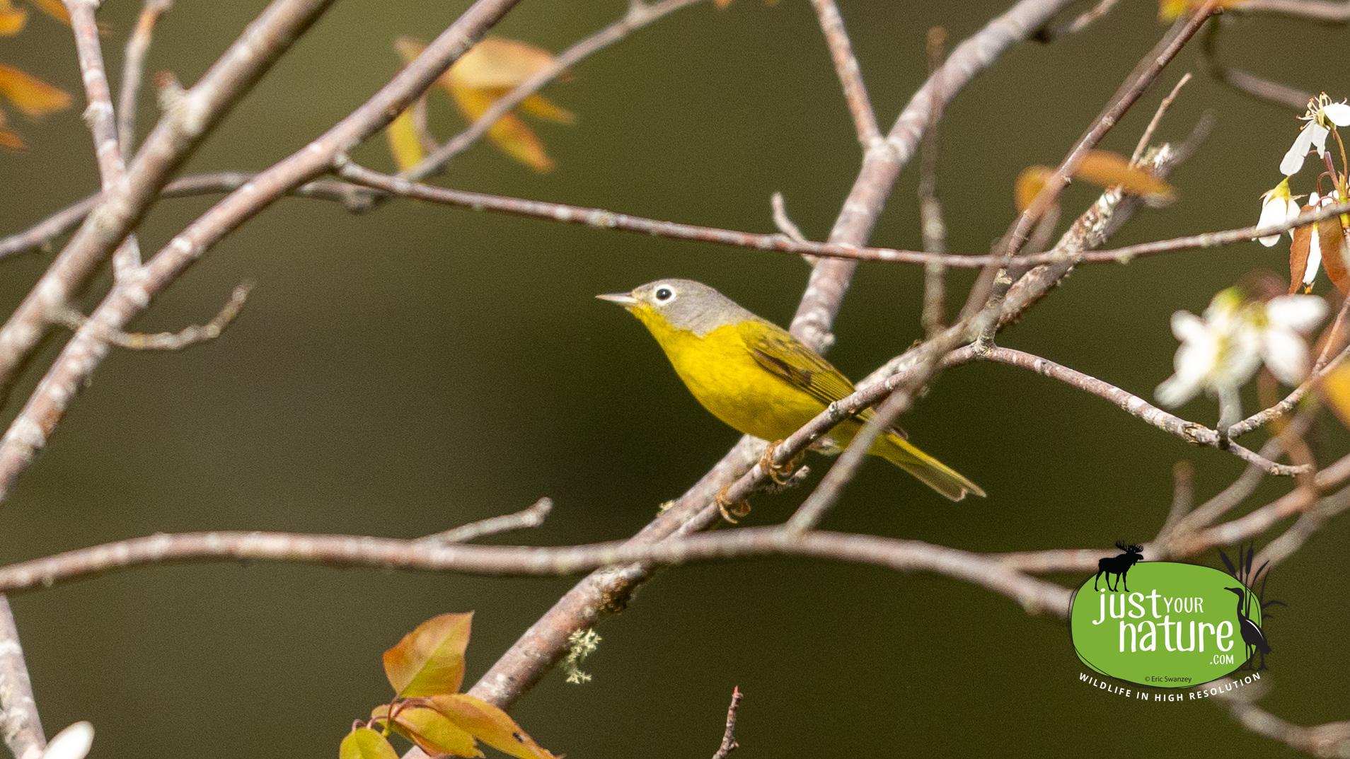 Nashville Warbler, Long Pond, Rangeley, Maine, DeLorme 18:A4, 23 May 2024 by Eric Swanzey