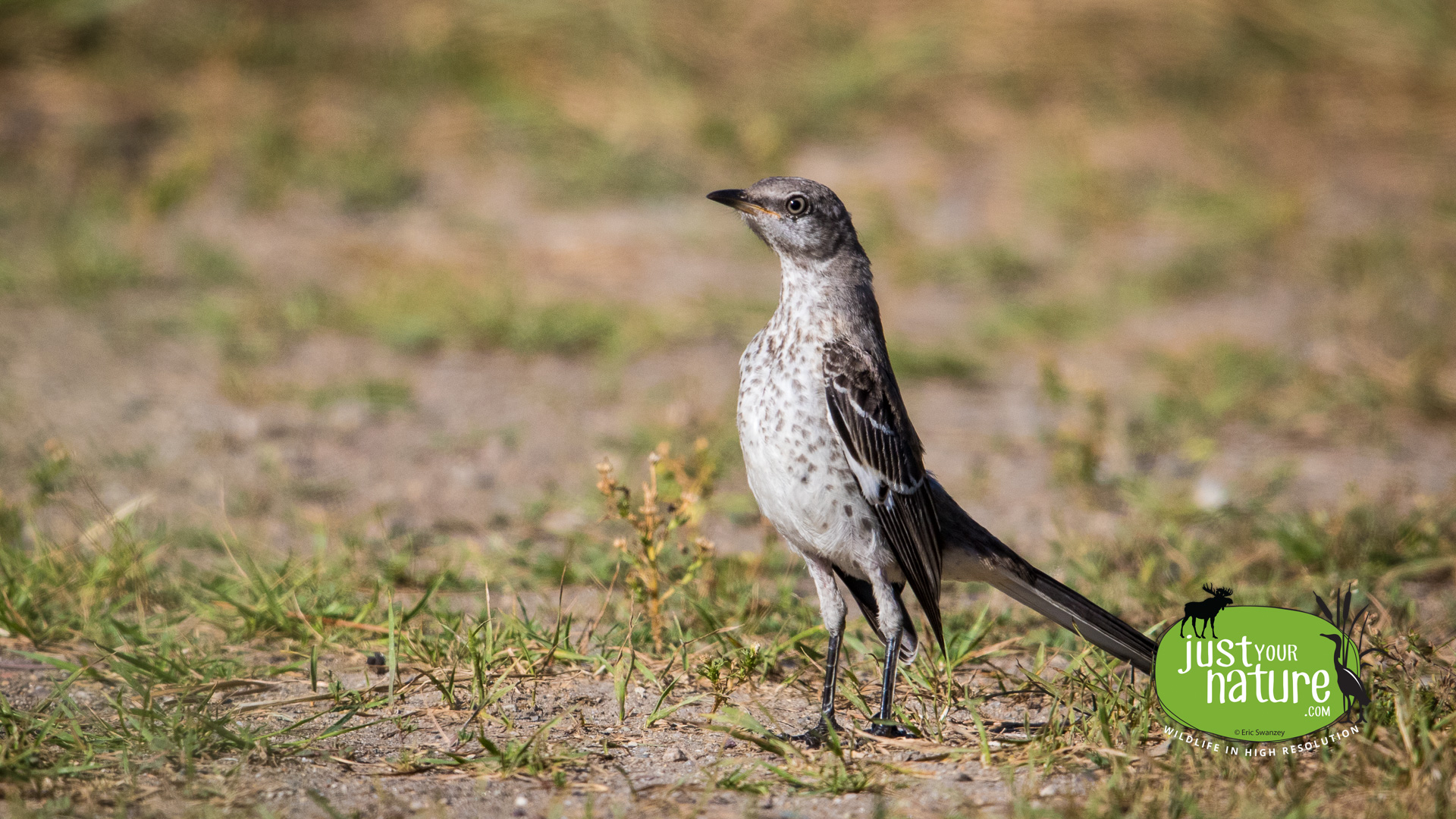 Northern Mockingbird, Parker River NWR, Plum Island, Massachusetts, 8 August 2015 by Eric Swanzey