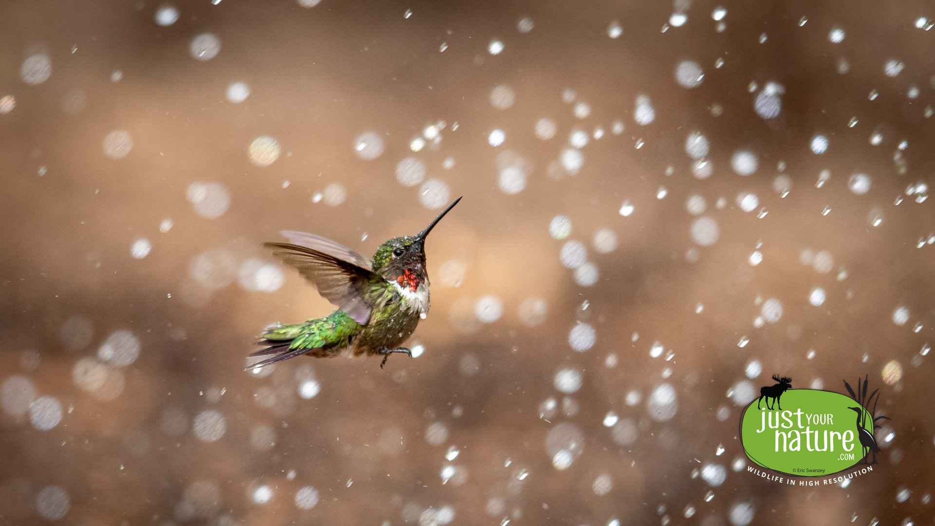 Ruby-throated Hummingbird, Chubb Creek, Beverly Farms, Massachusetts, 23 May 2019 by Eric Swanzey