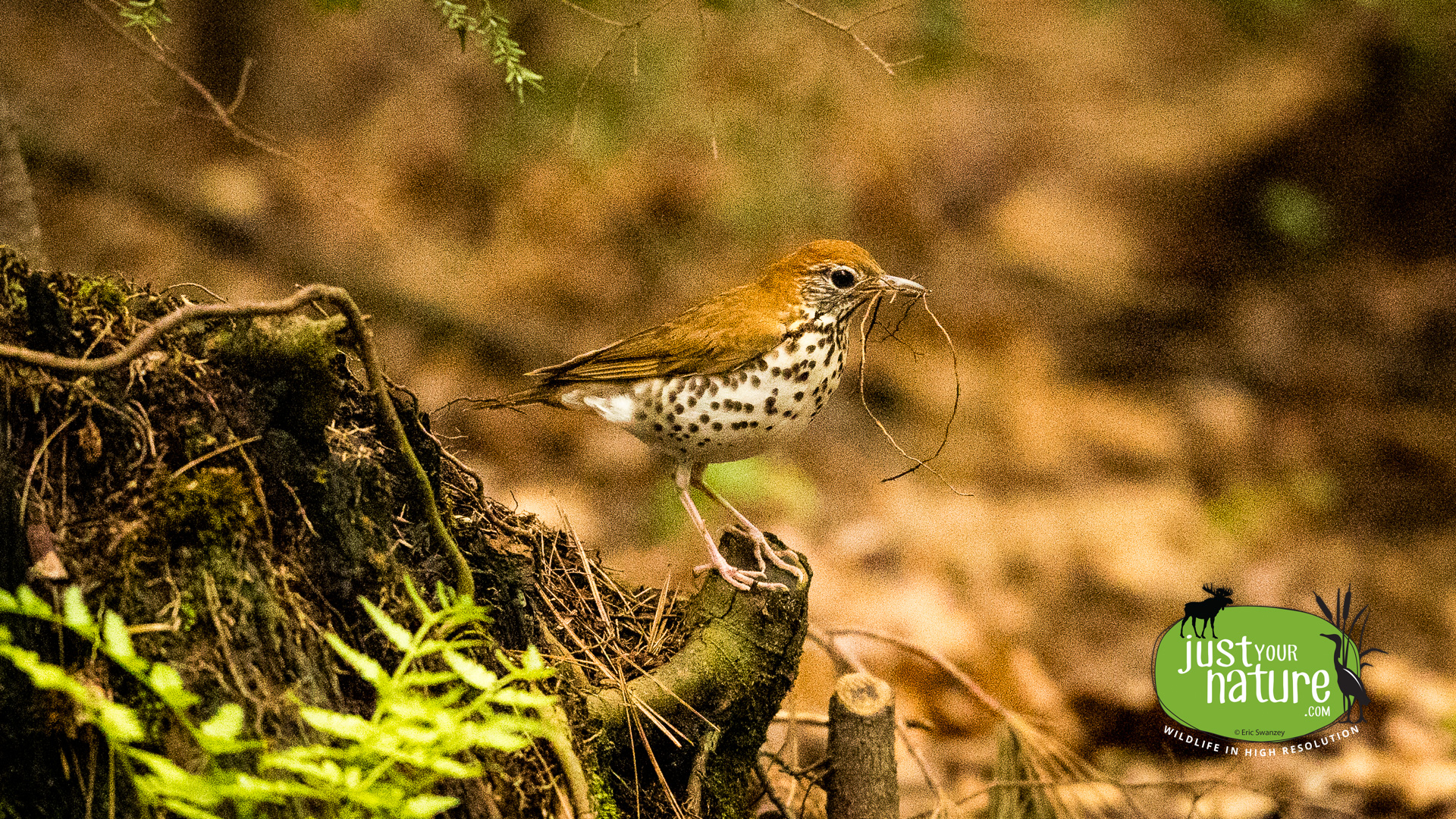 Wood Thrush, Rocky Hills Preserve, South Berwick, Maine, 17 May 2024 by Eric Swanzey