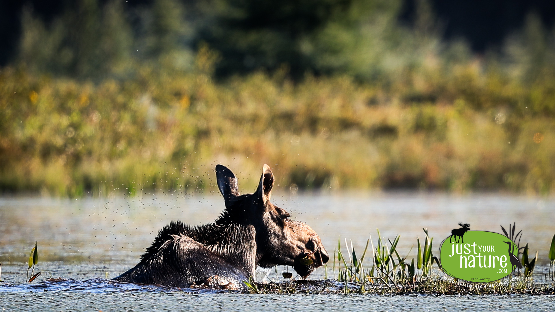 Moose, West Shirley Bog, Shirley, Moose Junction Township, Maine, 21 August 2022 by Eric Swanzey