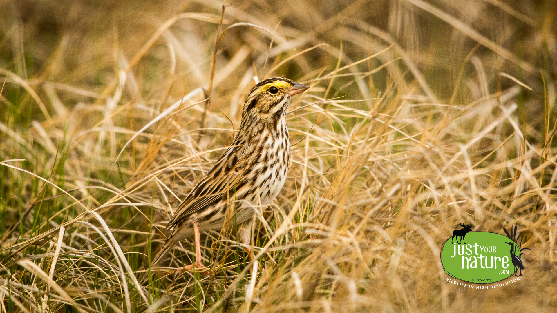 Savannah Sparrow, Parker River NWR, Plum Island, Massachusetts, 14 May 2014 by Eric Swanzey