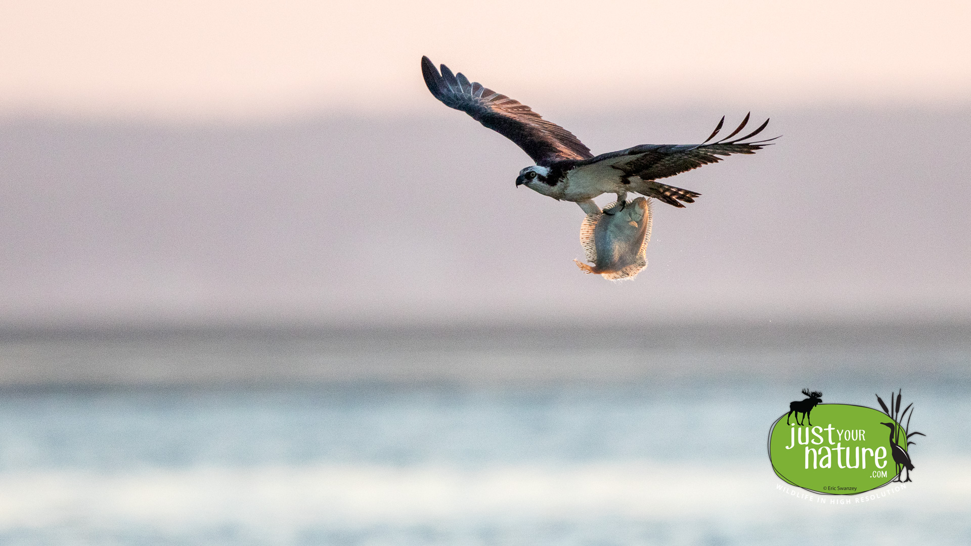 Osprey, Sandy Point State Reservation, Plum Island, Massachusetts, 31 July 2015 by Eric Swanzey