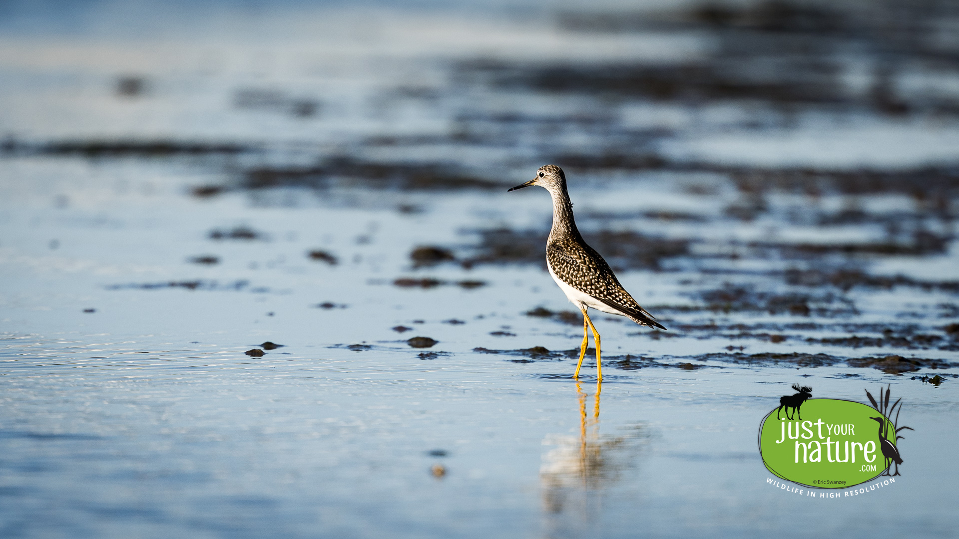 Greater Yellowlegs, Scarborough Marsh, Scarborough, Maine, 1 September 2022 by Eric Swanzey