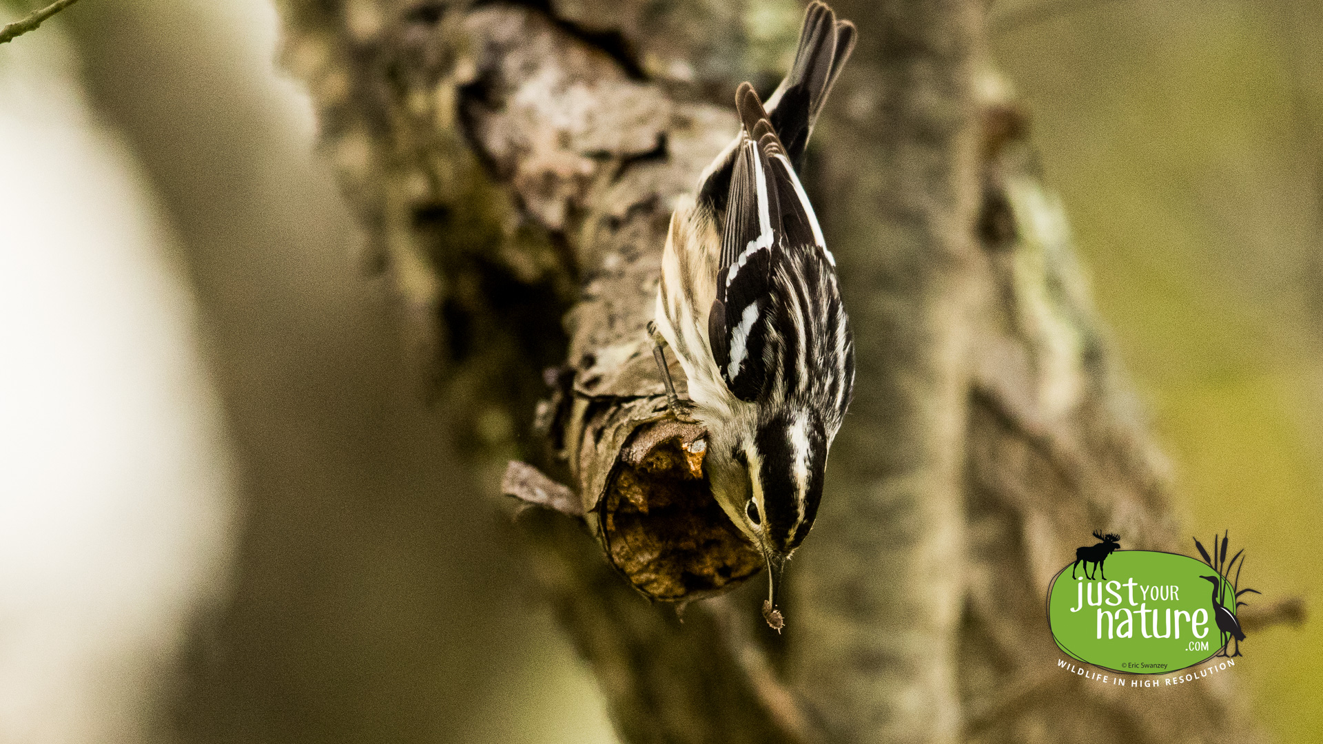 Black-and-white Warbler, Parker River NWR, Plum Island, Massachusetts, 17 May 2017 by Eric Swanzey