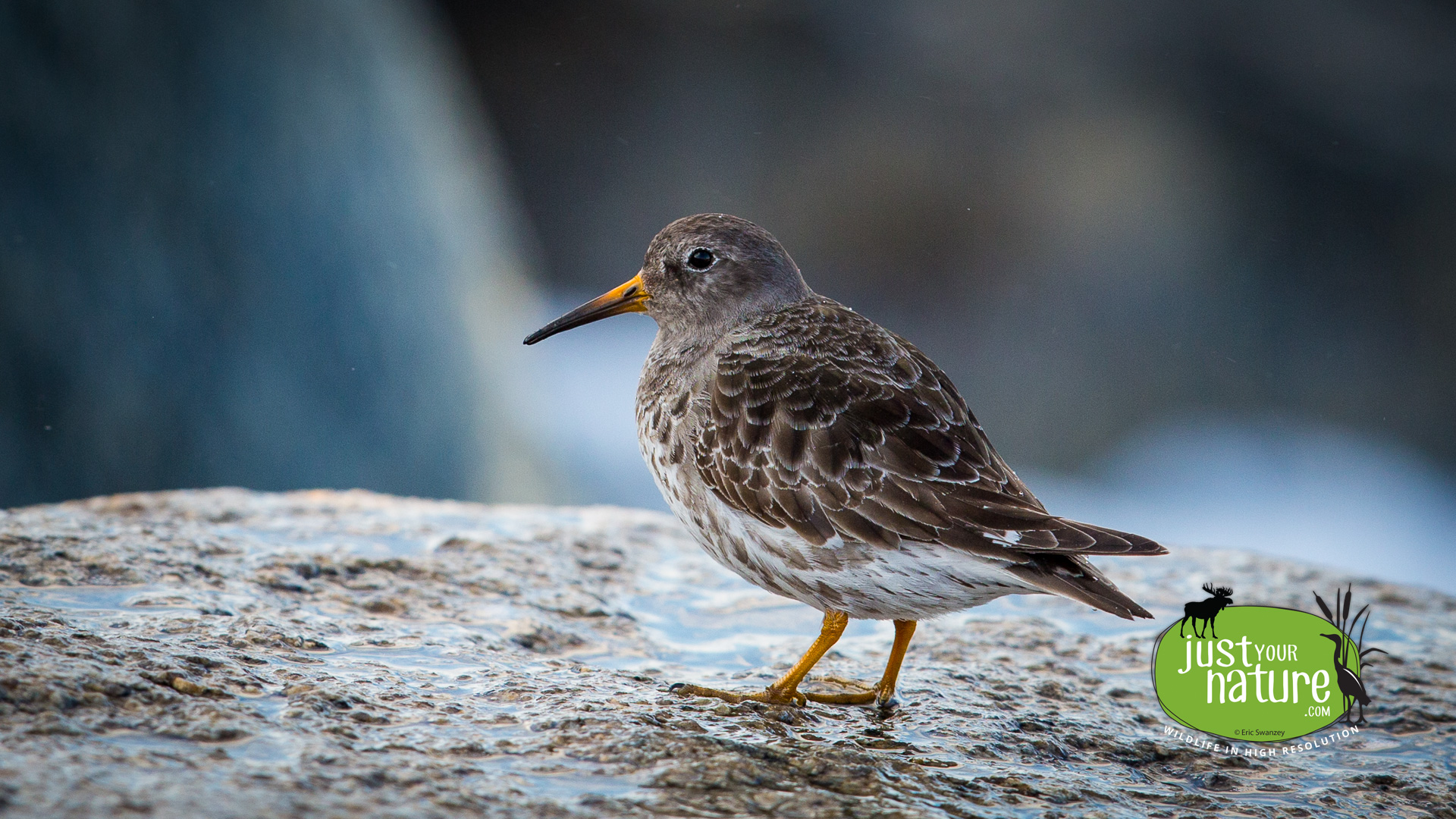 Purple Sandpiper, Halibut Point Reservation, Rockport, Massachusetts, 22 March 2014 by Eric Swanzey