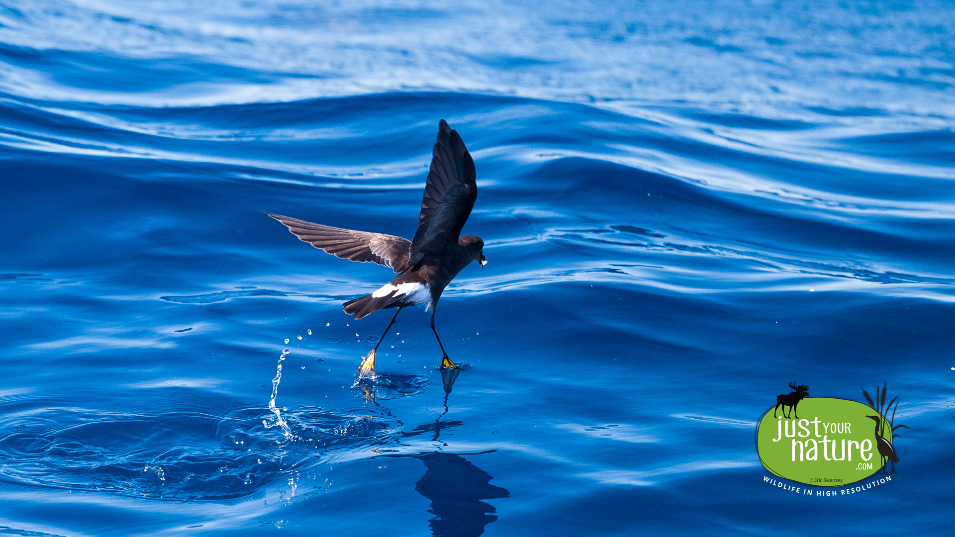 Wilson's Storm-Petrel, Georges Bank, Massachusetts, 20 August 2016 by Eric Swanzey