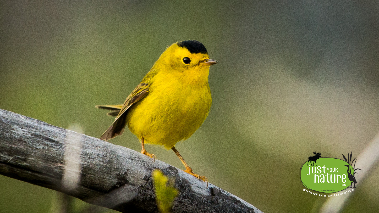 Wilson's Warbler, Parker River NWR, Plum Island, Massachusetts, 14 May 2014 by Eric Swanzey