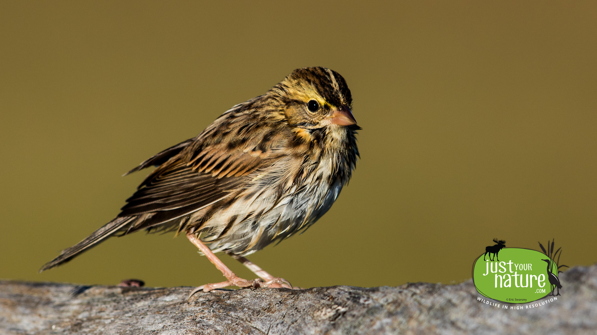 Savannah Sparrow, Parker River NWR, Plum Island, Massachusetts, 5 September 2015 by Eric Swanzey