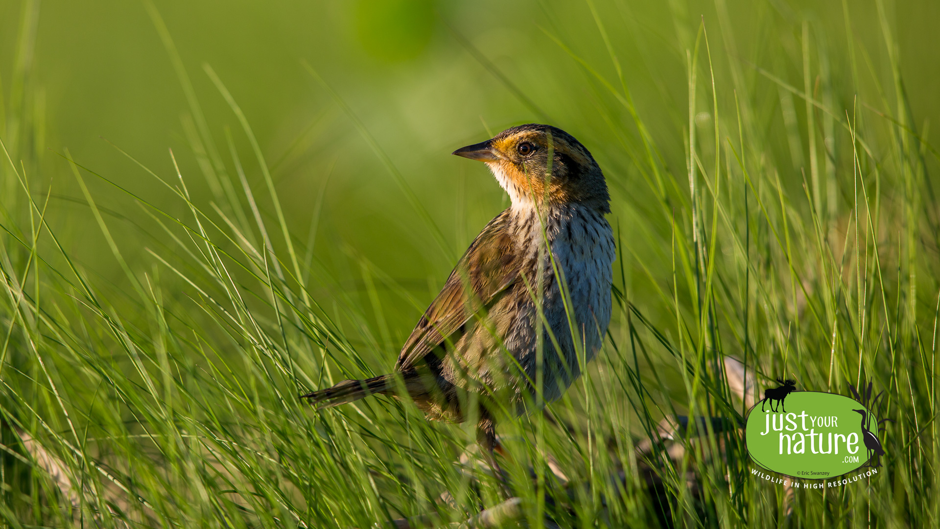 Saltmarsh Sparrow, Nelson Island, Rowley, Massachusetts, 17 June 2015 by Eric Swanzey