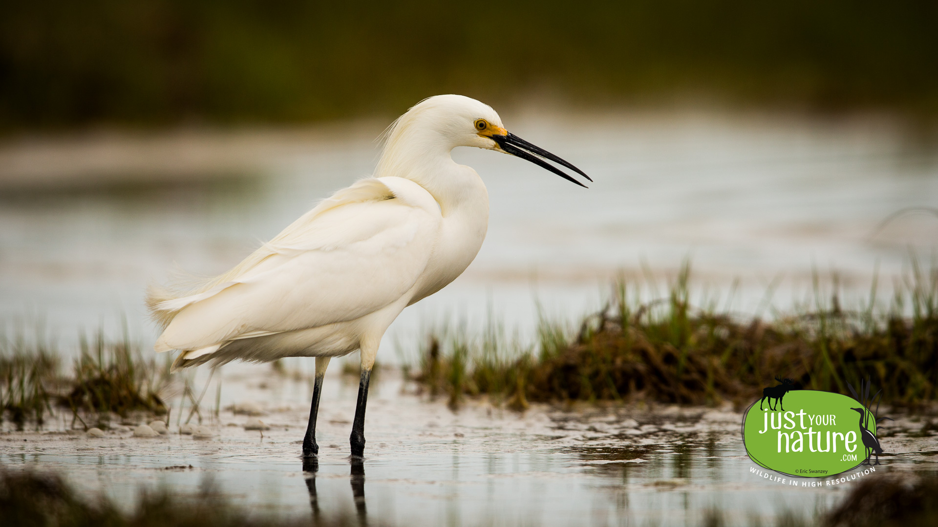 Snowy Egret, Parker River NWR, Plum Island, Massachusetts, 22 May 2014 by Eric Swanzey