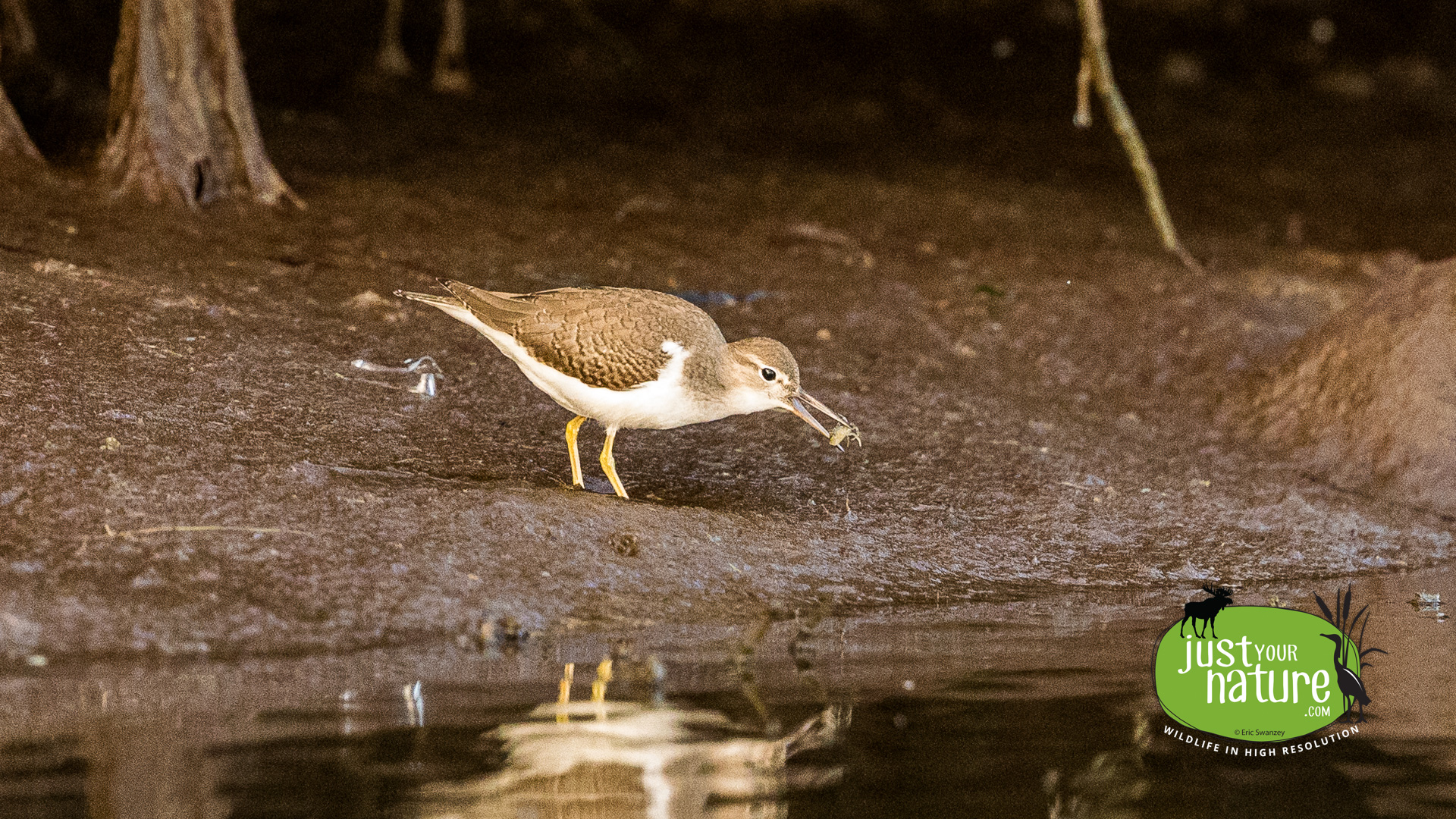 Solitary Sandpiper, Scarborough Marsh, Scarborough, Maine, 1 September 2022 by Eric Swanzey