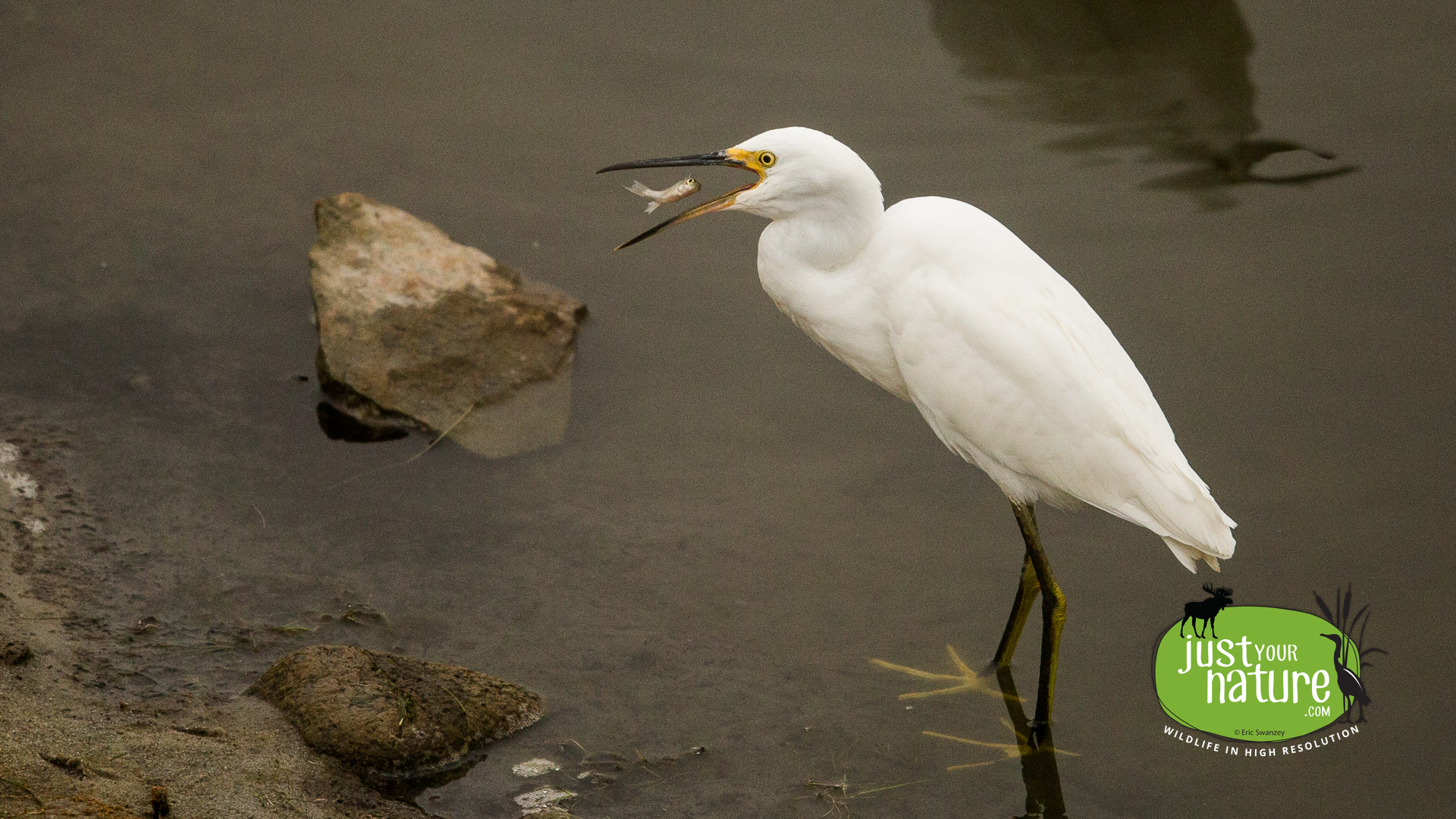 Snowy Egret, Parker River NWR, Plum Island, Massachusetts, 21 August 2014 by Eric Swanzey