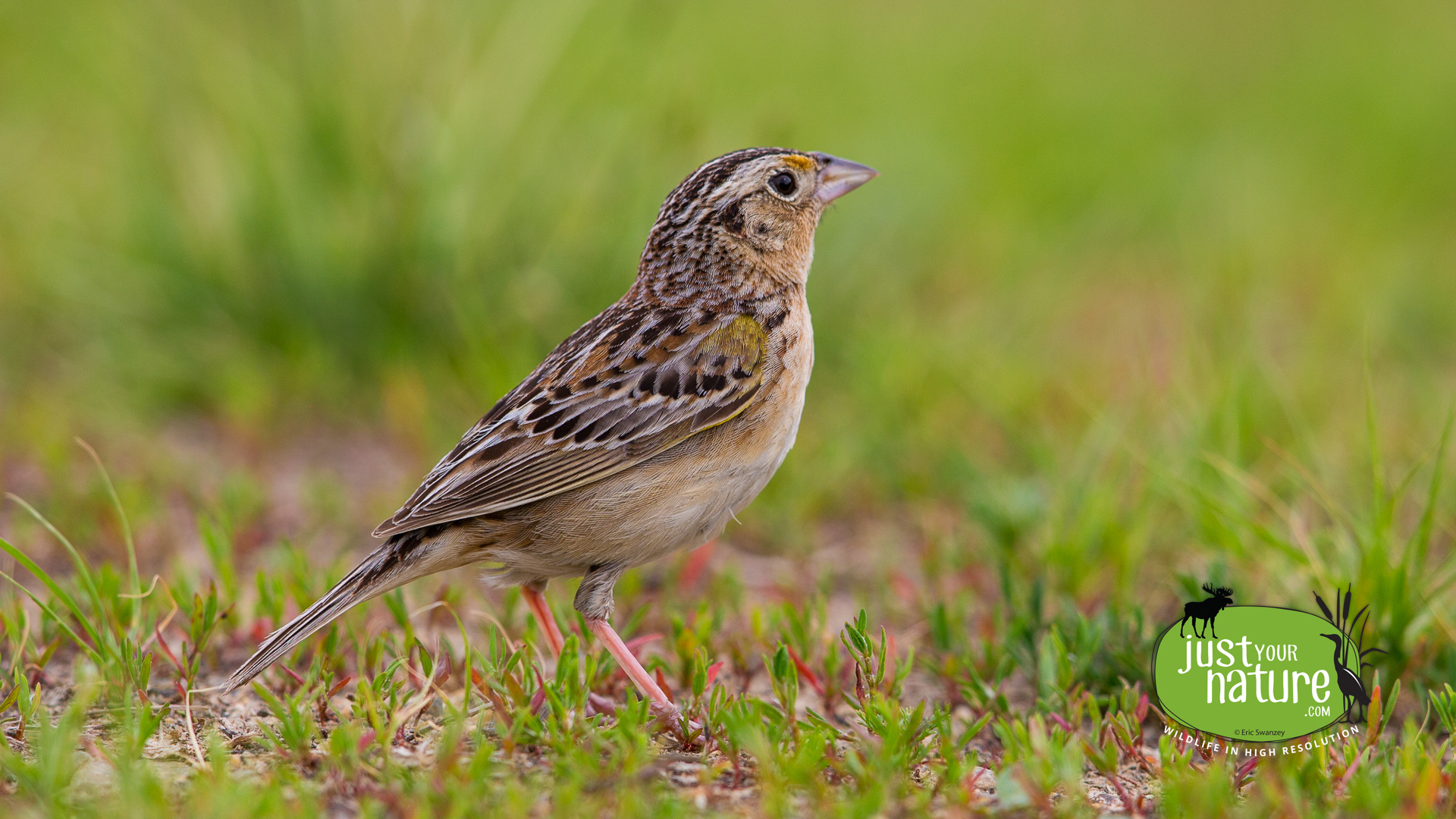 Grasshopper Sparrow, Pease Grasslands, Portsmouth, New Hampshire, 14 June 2015 by Eric Swanzey