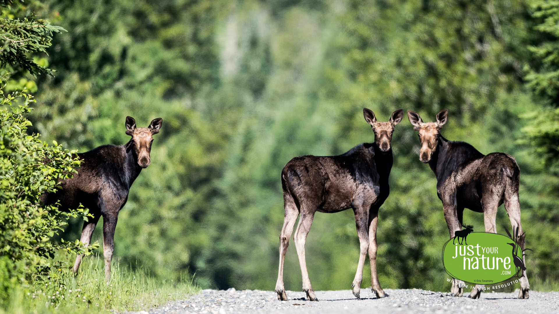 Moose, Hammond Twp, North Maine Woods (NMW), Maine, DeLorme 48:D1, 16 June 2024 by Eric Swanzey