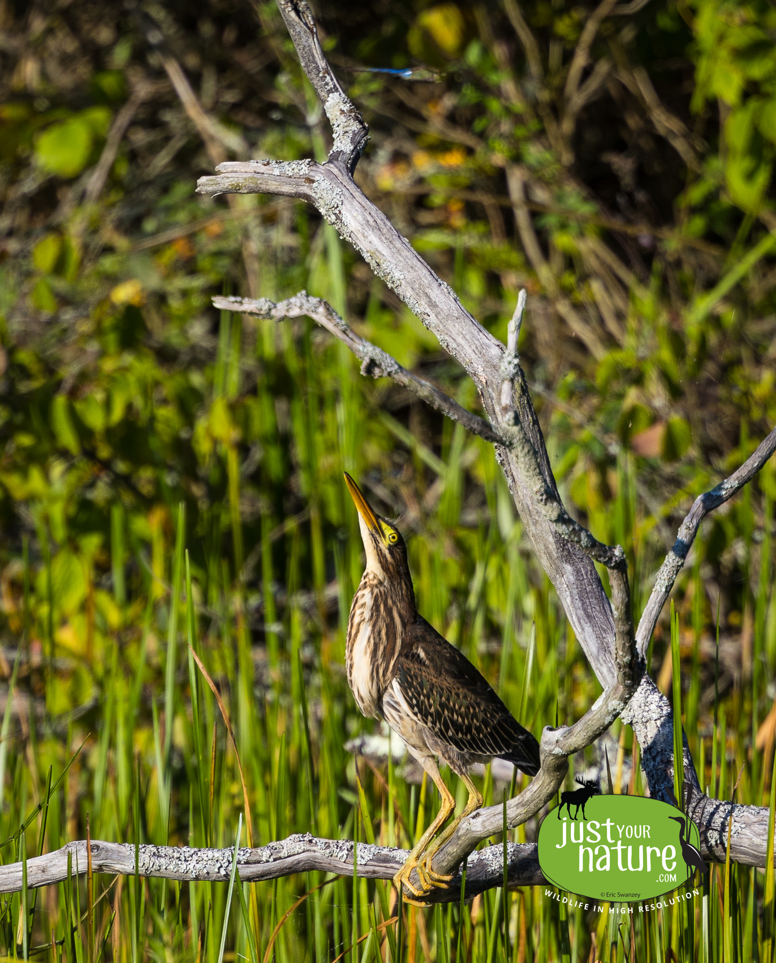 Green Heron, Fort Foster, Kittery Point, Maine, 23 August 2023 by Eric Swanzey