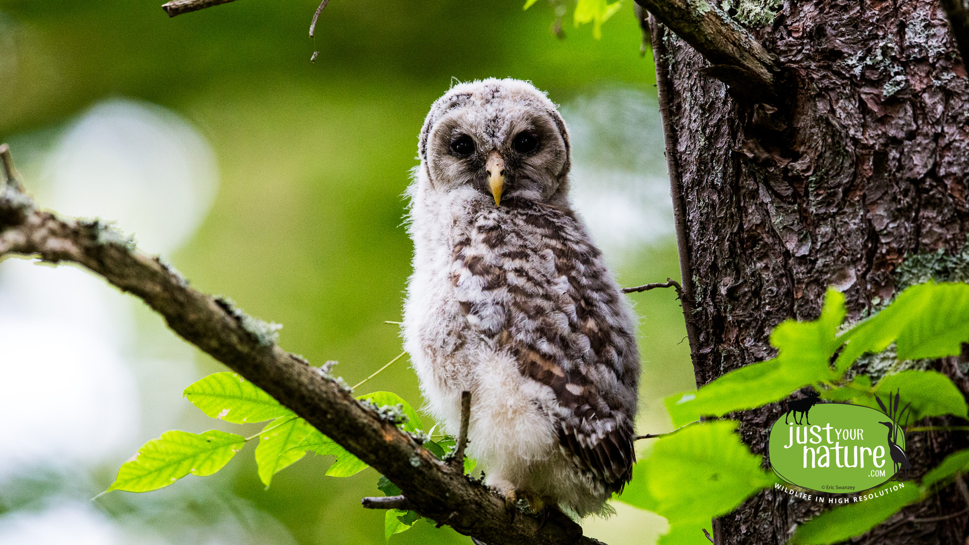 Barred Owl, Great Bay NWR, Portsmouth, New Hampshire, 27 June 2015 by Eric Swanzey