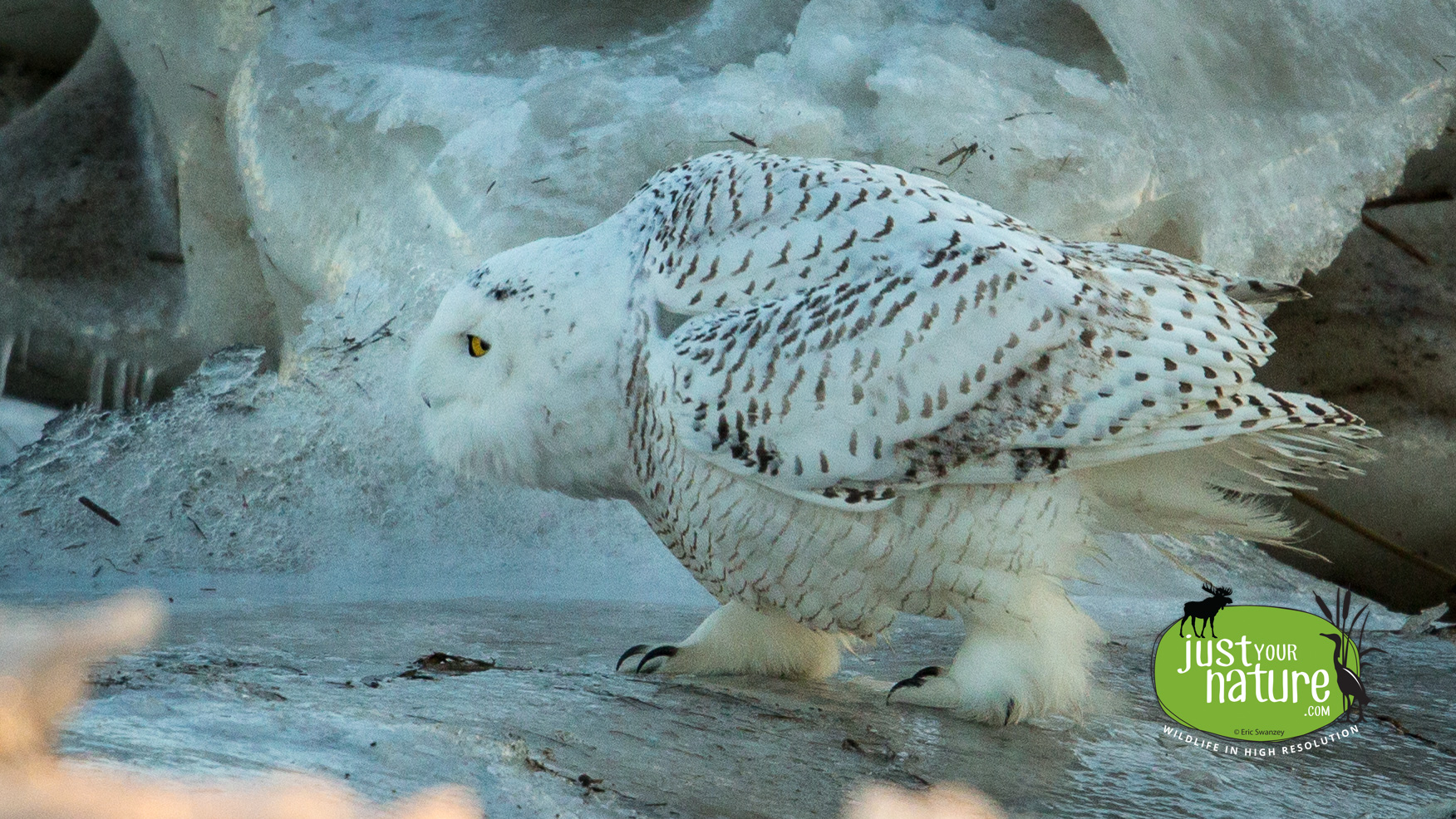 Snowy Owl, Salisbury Beach State Reservation, Salisbury, Massachusetts, 29 January 2014 by Eric Swanzey