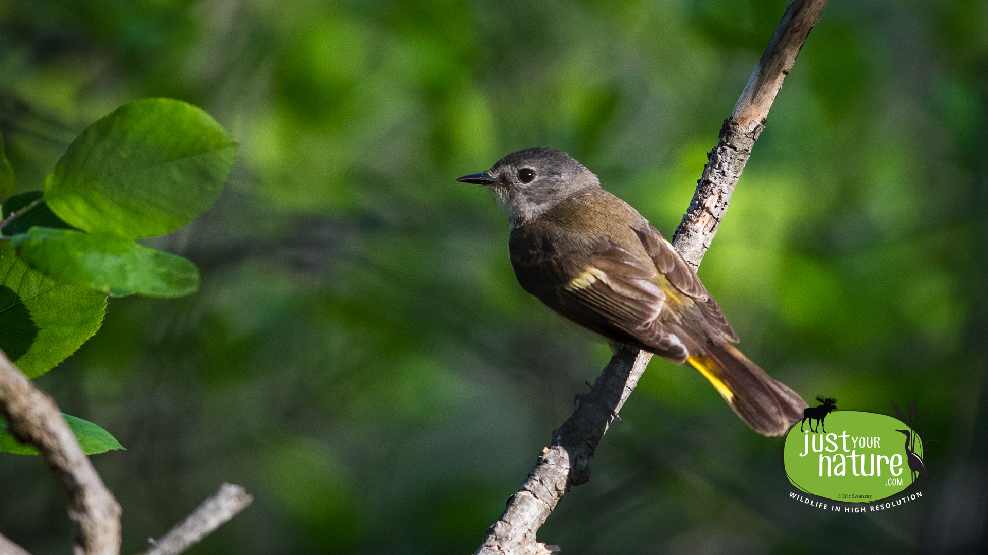 American Redstart, Parker River NWR, Plum Island, Massachusetts, 19 May 2017 by Eric Swanzey