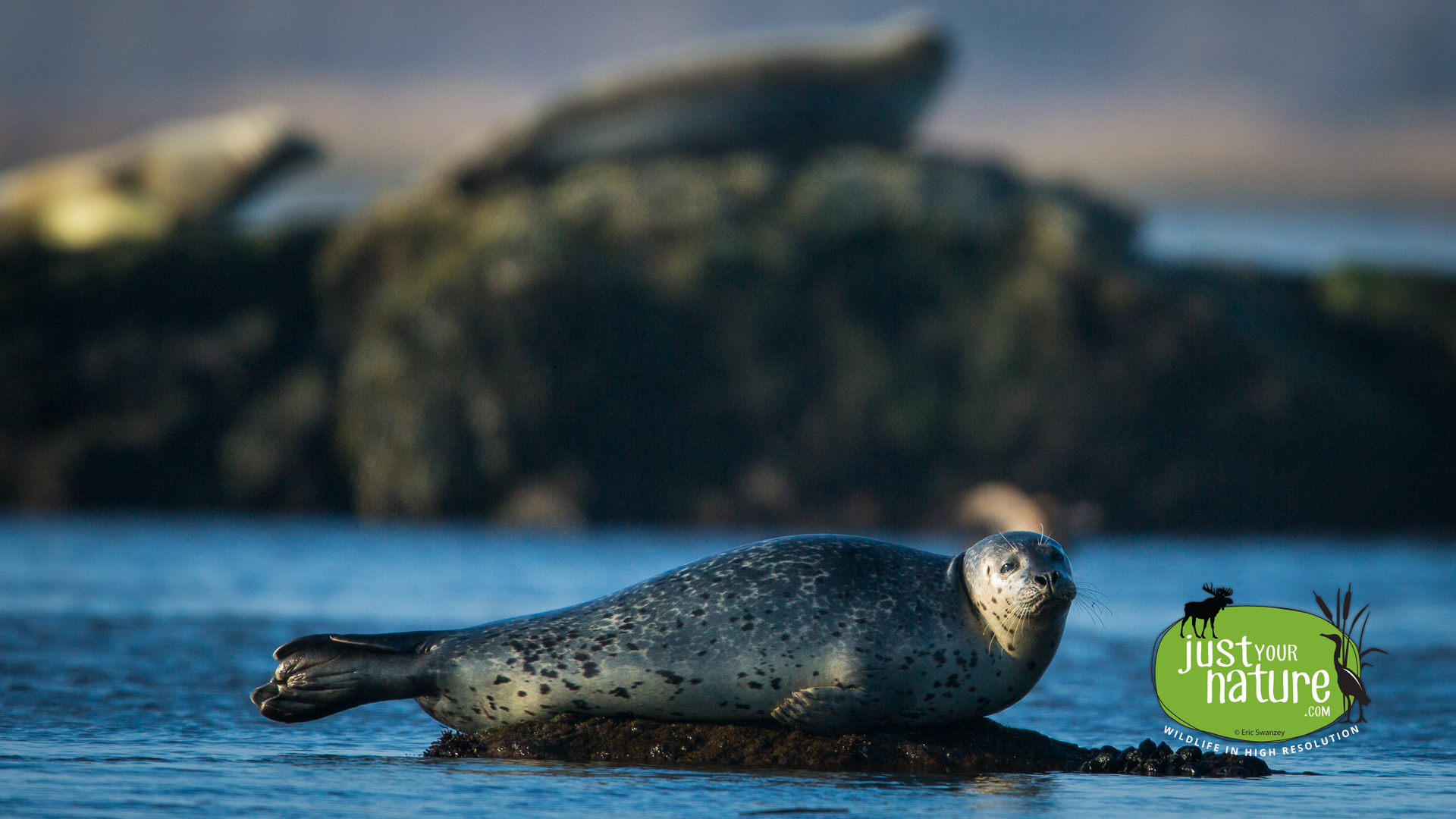 Harbor Seal, Salisbury Beach State Reservation, Salisbury, Massachusetts, 2 April 2014 by Eric Swanzey