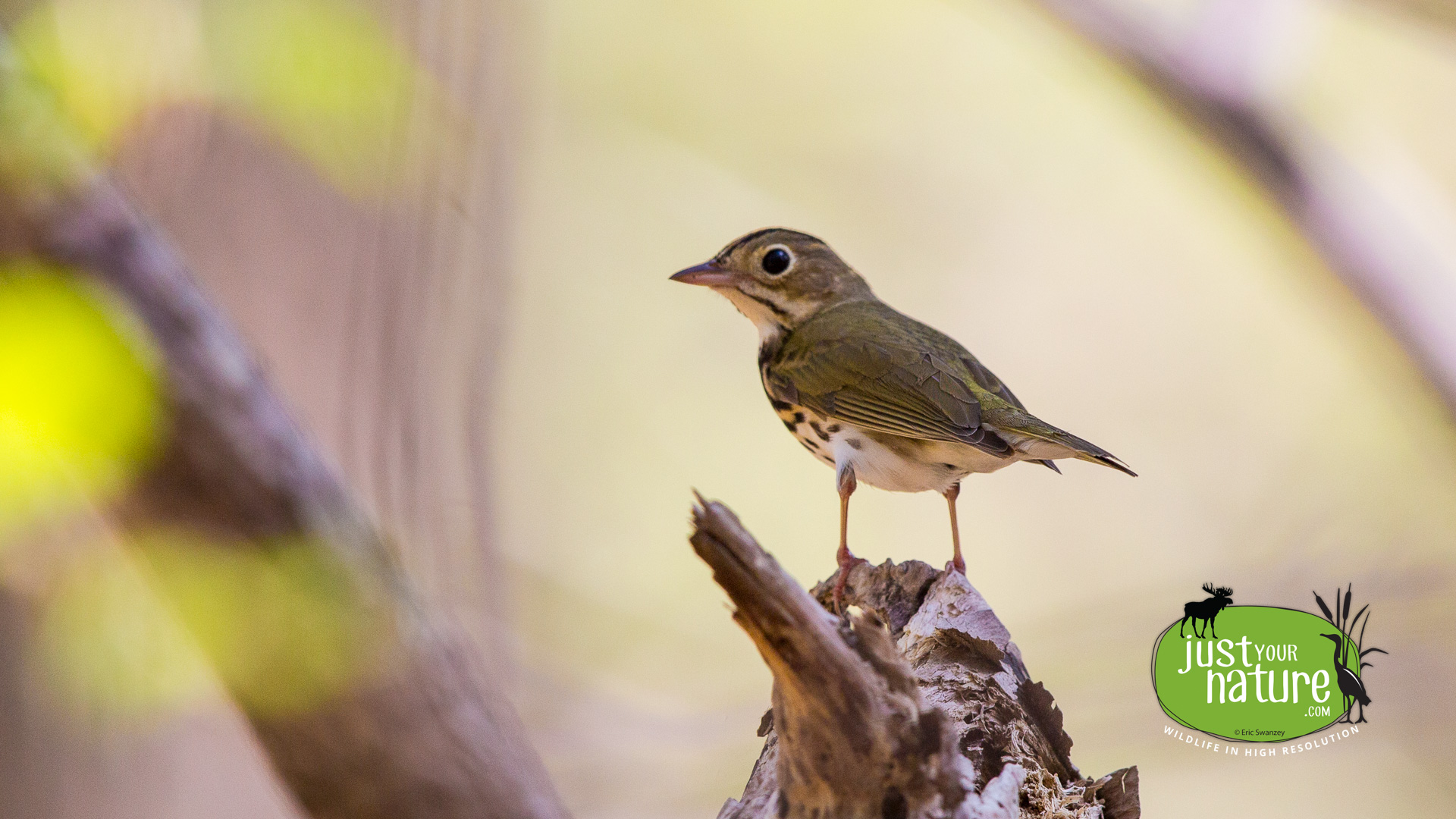 Ovenbird, Cedar Pond Wildlife Sanctuary, Hamilton, Massachusetts, 7 May 2015 by Eric Swanzey