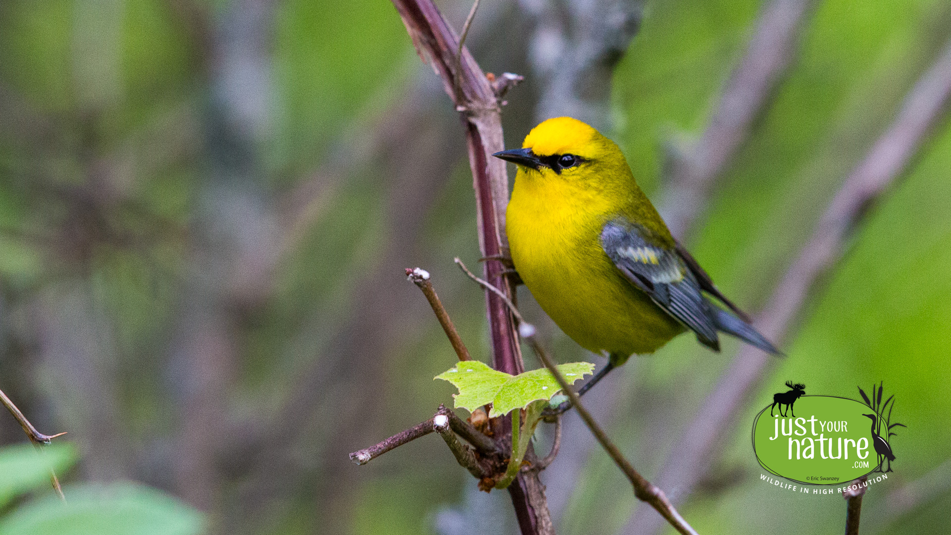 Blue-winged Warbler, Ordway Reservation, West Newbury, Massachusetts, 26 May 2015 by Eric Swanzey