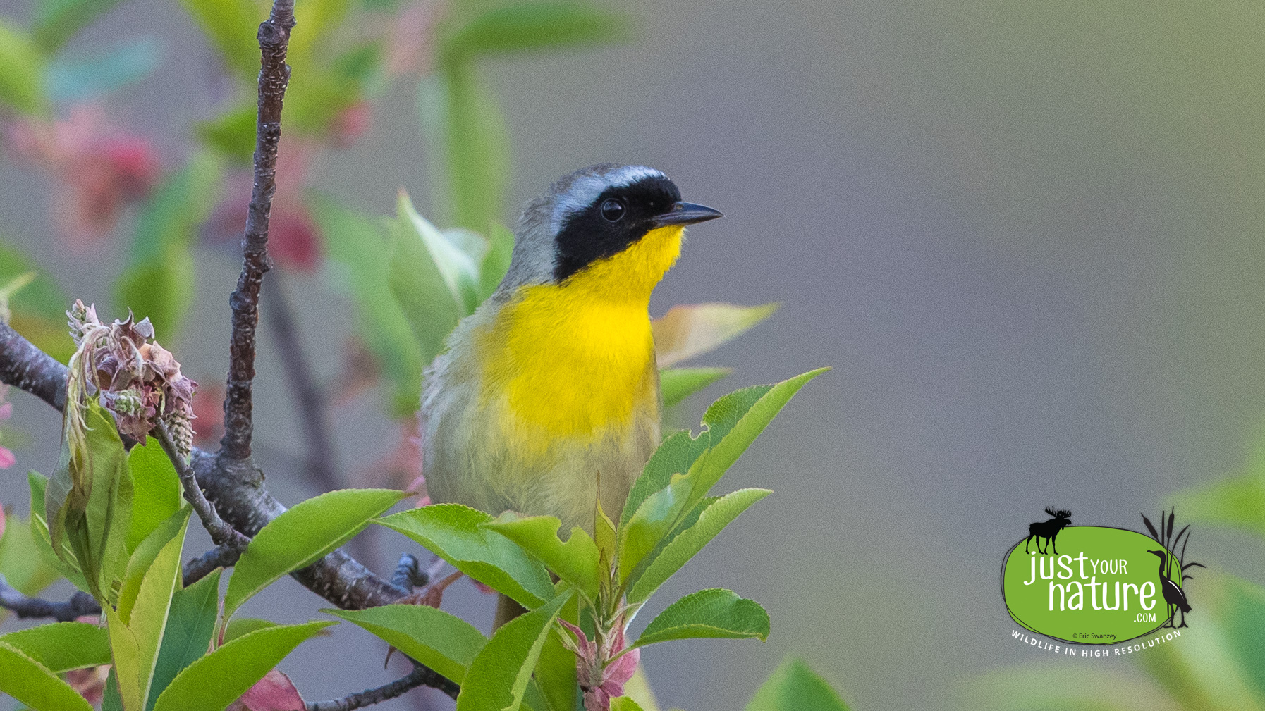 Common Yellowthroat, Parker River NWR, Plum Island, Massachusetts, 12 May 2016 by Eric Swanzey