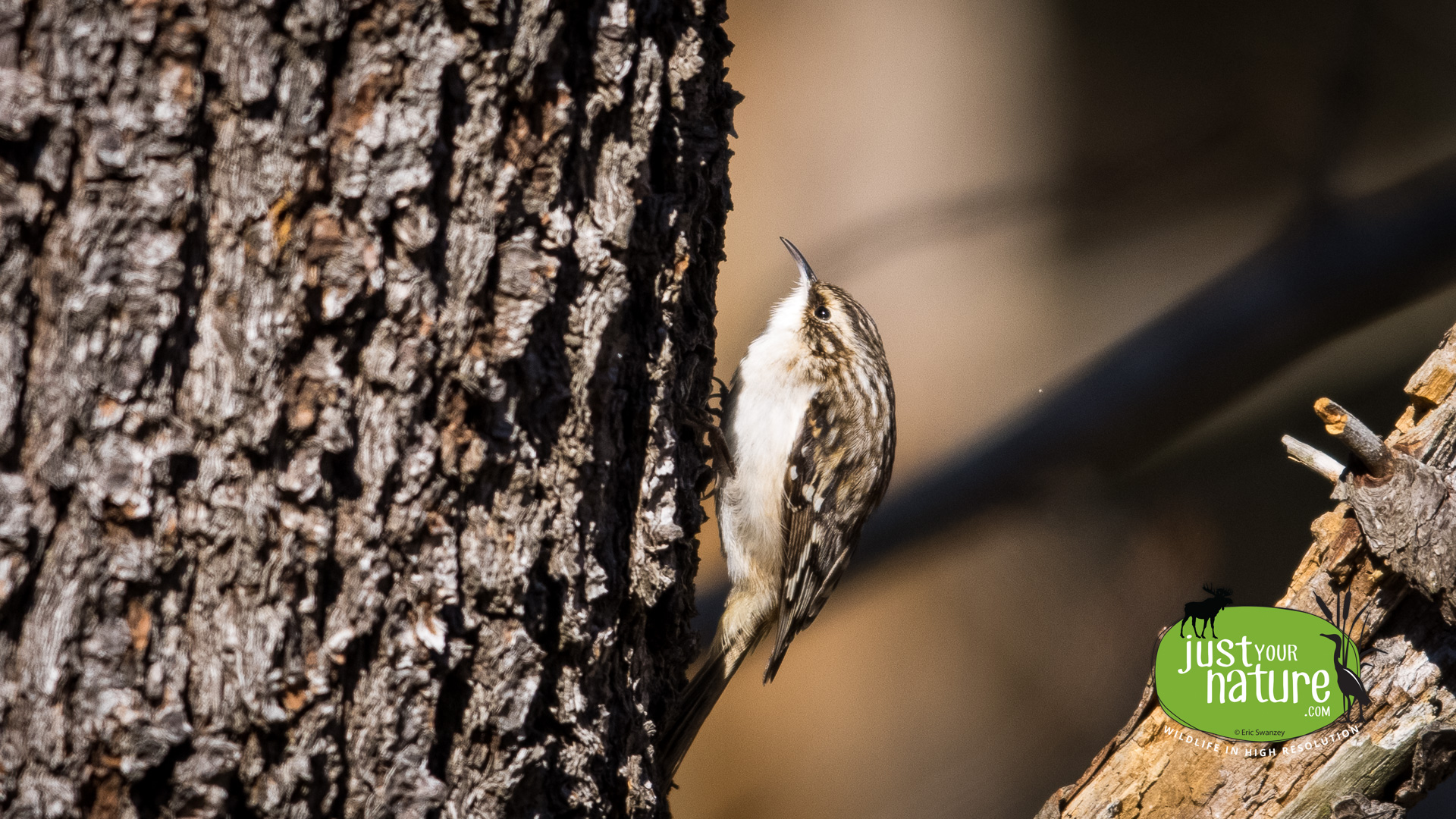 Brown Creeper, Chubb Creek, Beverly Farms, Massachusetts, 7 Narch 2021 by Eric Swanzey