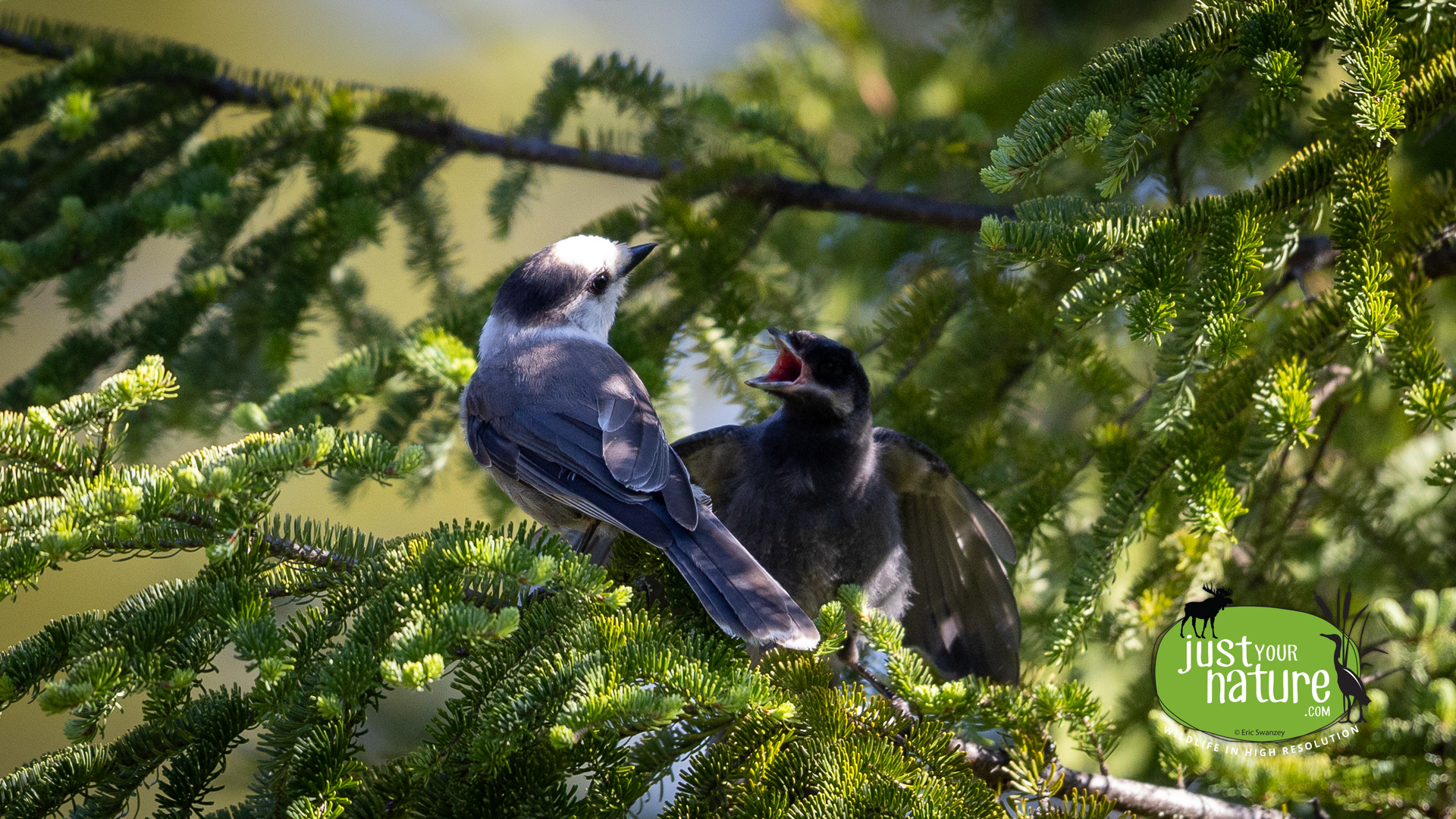 Gray Jay, Big Falls Road, Cupsuptic Mountain, Upper Cupsuptic Twp, Maine, DeLorme 28:C2, 31 May 2024 by Eric Swanzey