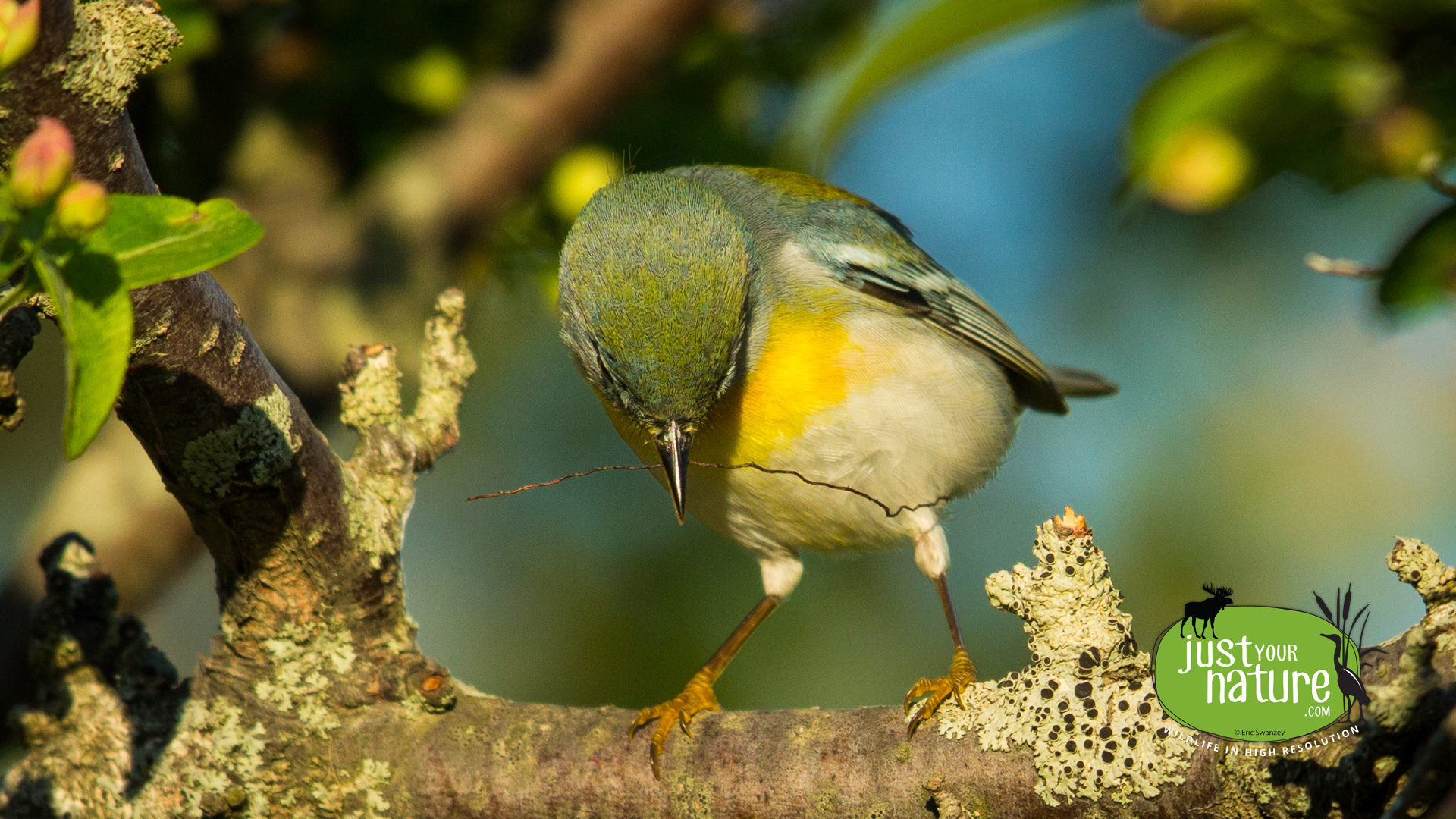 Northern Parula, Parker River NWR, Plum Island, Massachusetts, 12 May 2014 by Eric Swanzey