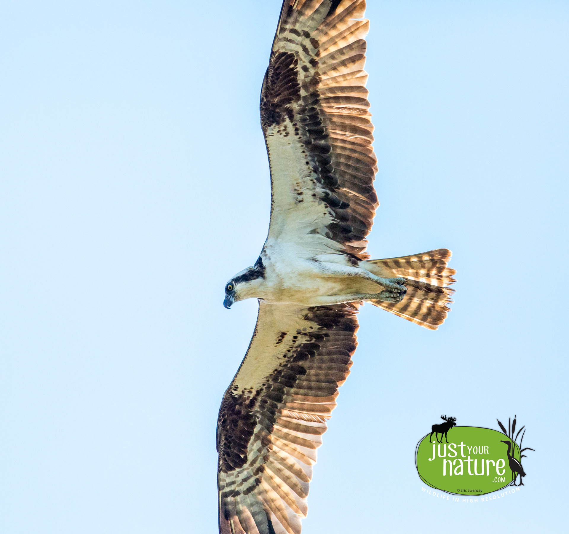 Osprey, Parker River NWR, Plum Island, Massachusetts, 4 September 2014 by Eric Swanzey