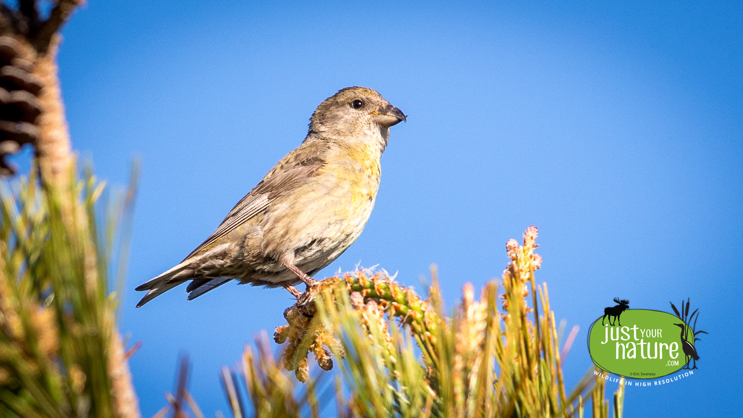 Yellow Crossbill, Parker River NWR, Plum Island, Massachusetts, 20 May 2017 by Eric Swanzey