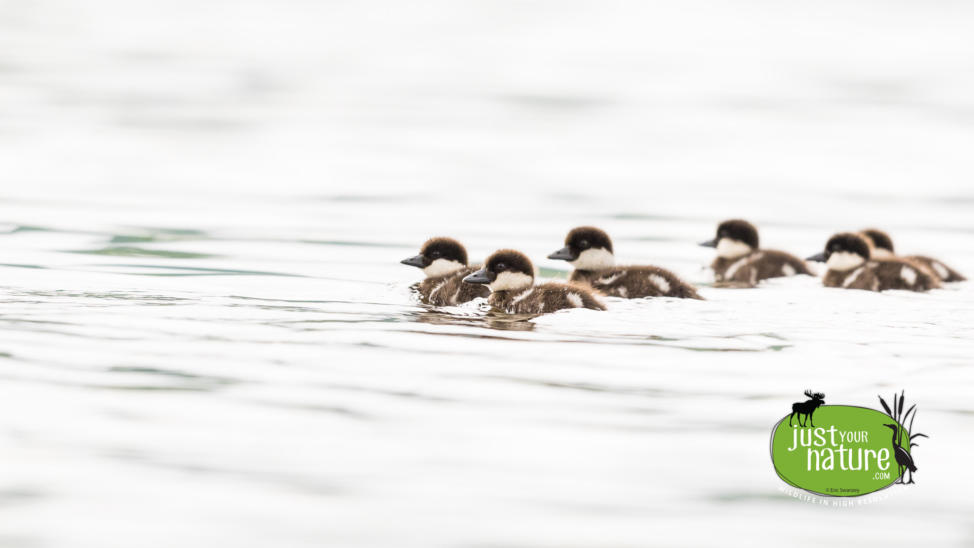 Common Goldeneye, Lobster Lake, Lobster Twp, North Maine Woods (NMW), Maine, DeLorme 49:D3, 8 June 2024 by Eric Swanzey