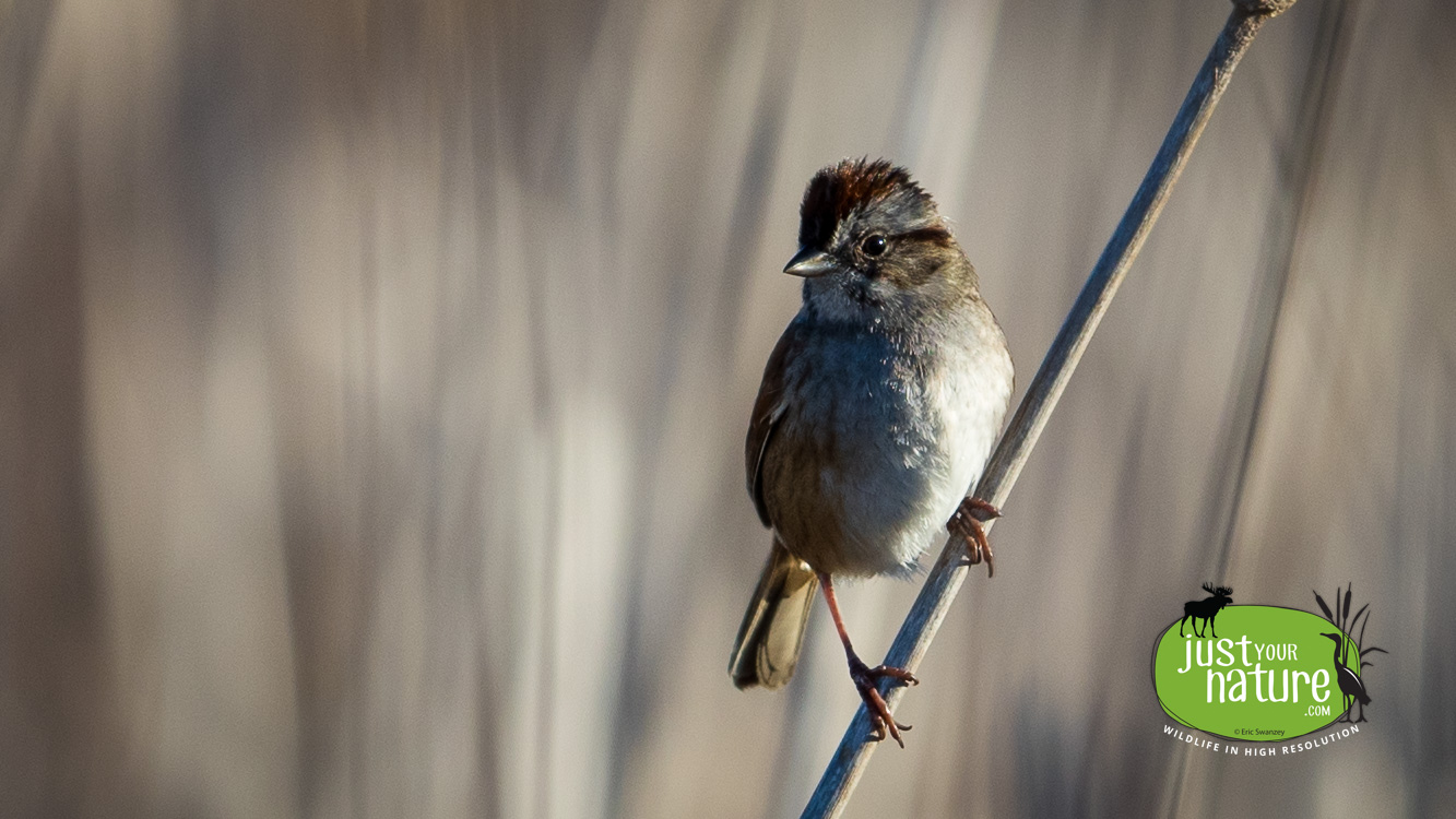 Swamp Sparrow, Ipswich River Wildlife Sanctuary, Ipswich, Massachusetts, 3 May 2017 by Eric Swanzey