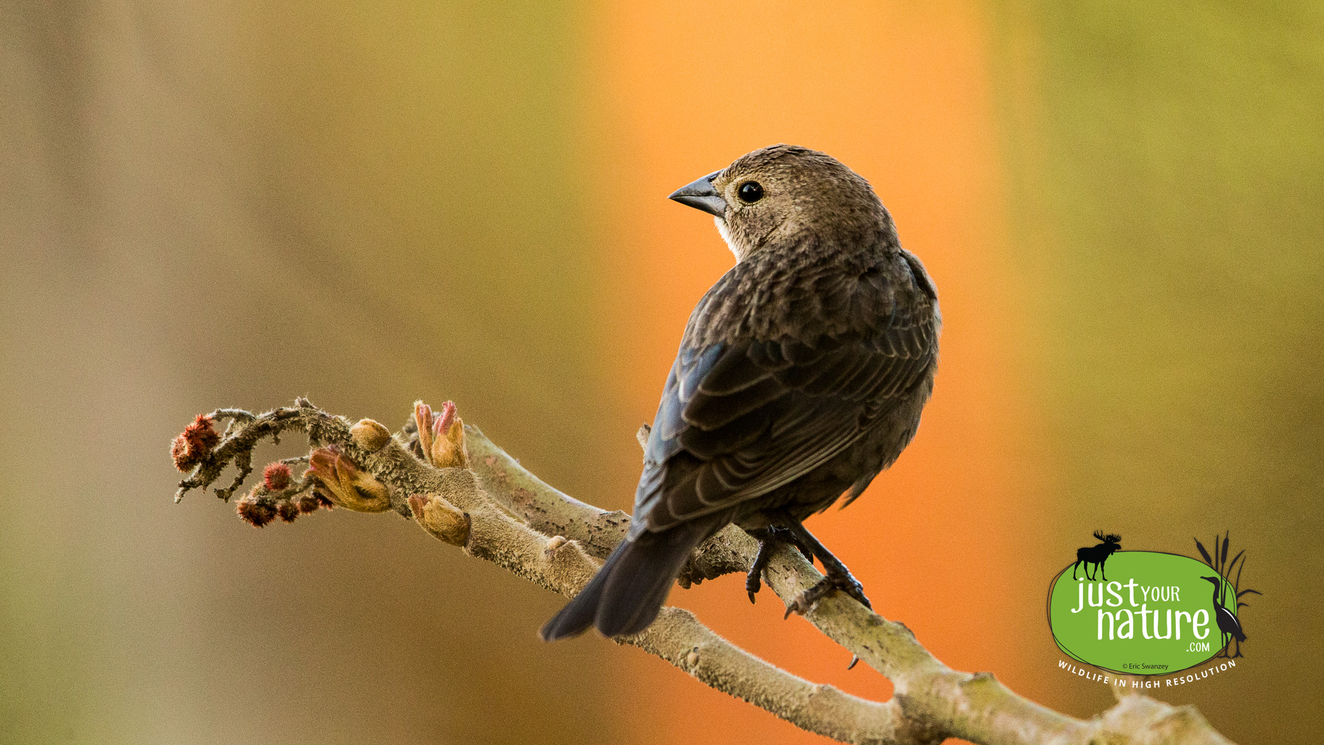 Brown-headed Cowbird, Parker River NWR, Plum Island, Massachusetts, 27 April 2016 by Eric Swanzey