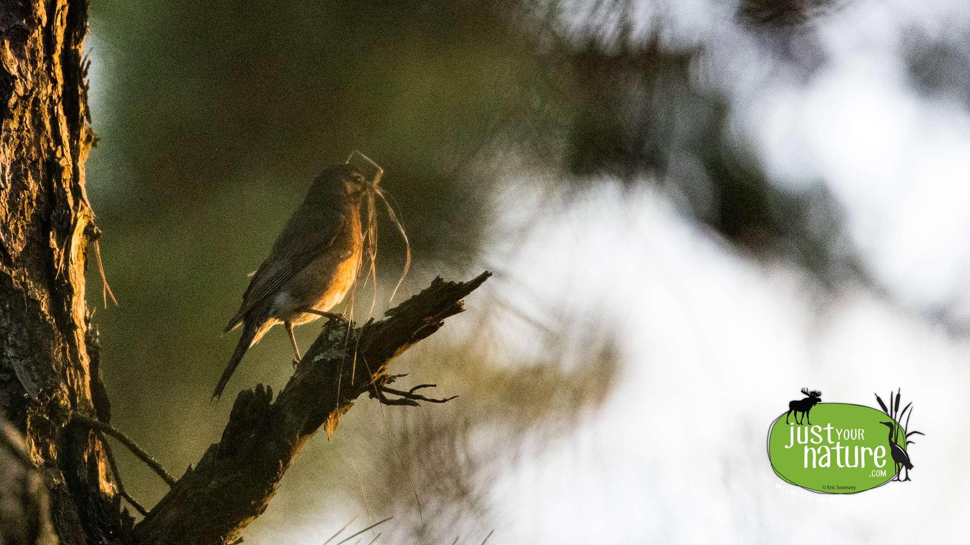 American Robin, Folly Pond, York, Maine, 15 May 2024 by Eric Swanzey