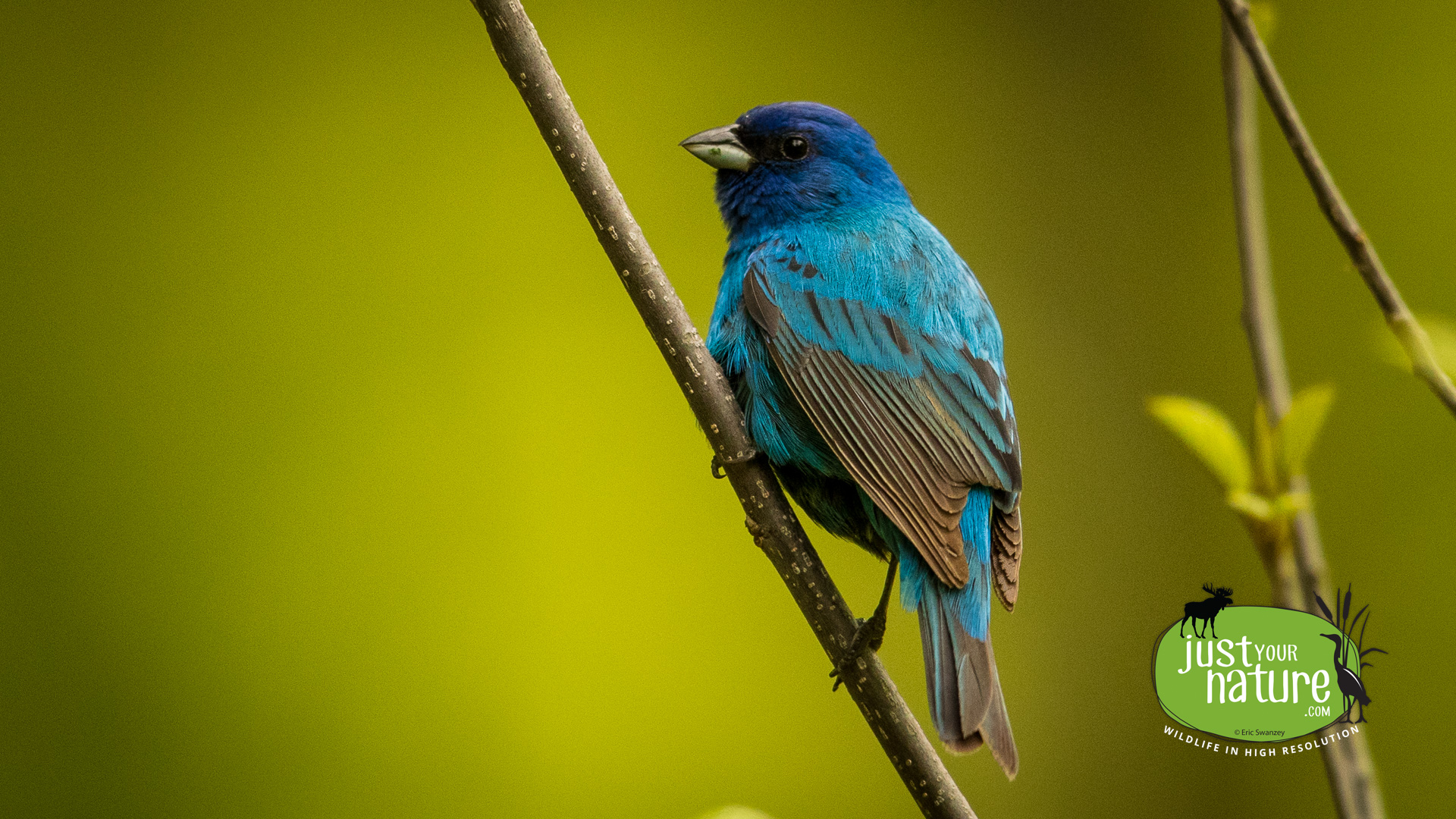 Indigo Bunting, Old Town Hill, Ipswich, Massachusetts, 17 May 2016 by Eric Swanzey