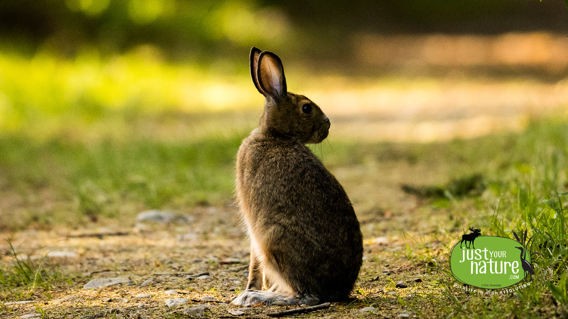 Snowshoe Hare, Newsowadnehunk Field, Baxter State Park, T4 R10 Wels, Maine, DeLorme 50:C4, 3 June 2024 by Eric Swanzey