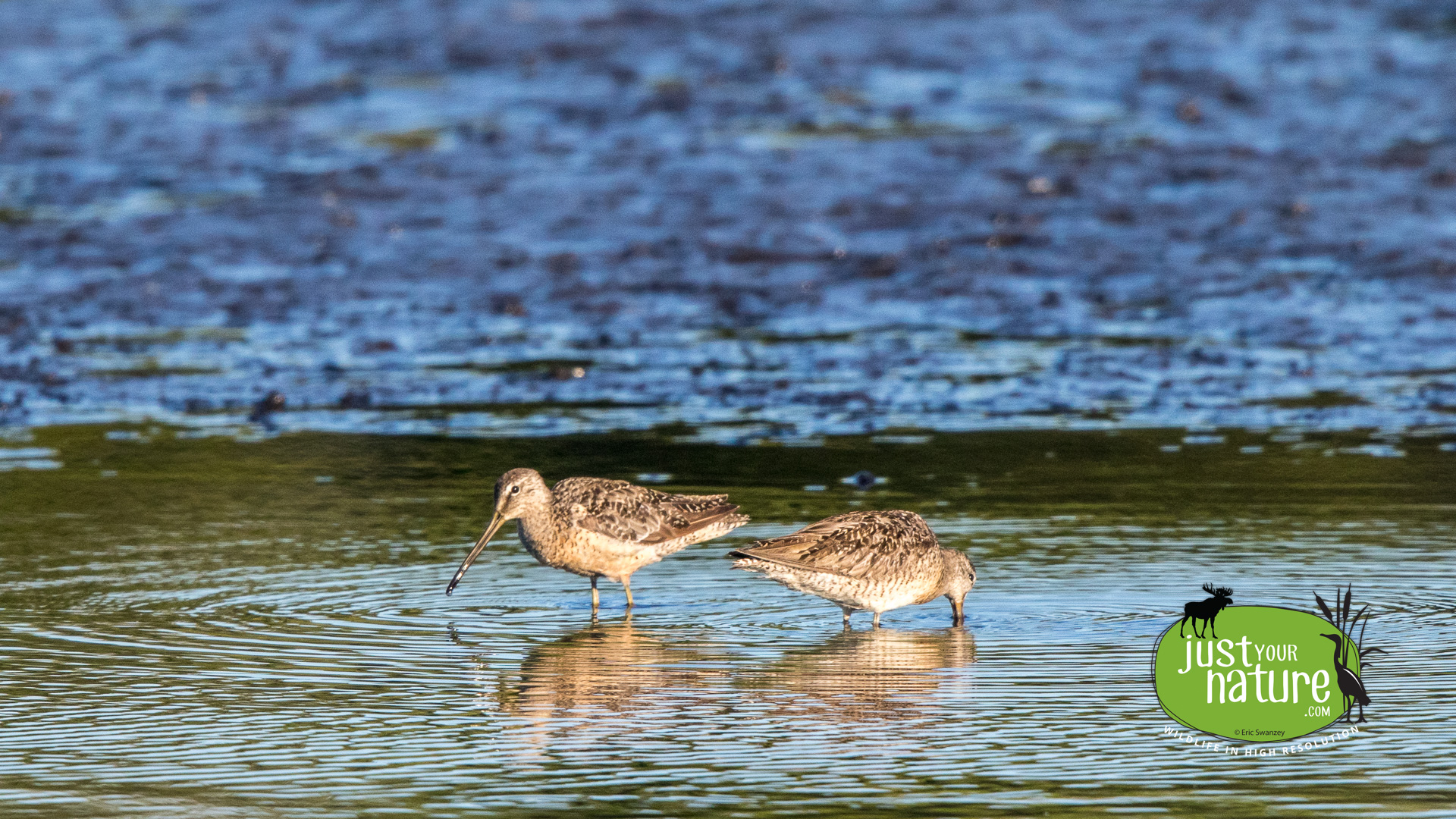 Long-billed Dowitcher, Parker River NWR, Plum Island, Massachusetts, 13 August 2015 by Eric Swanzey